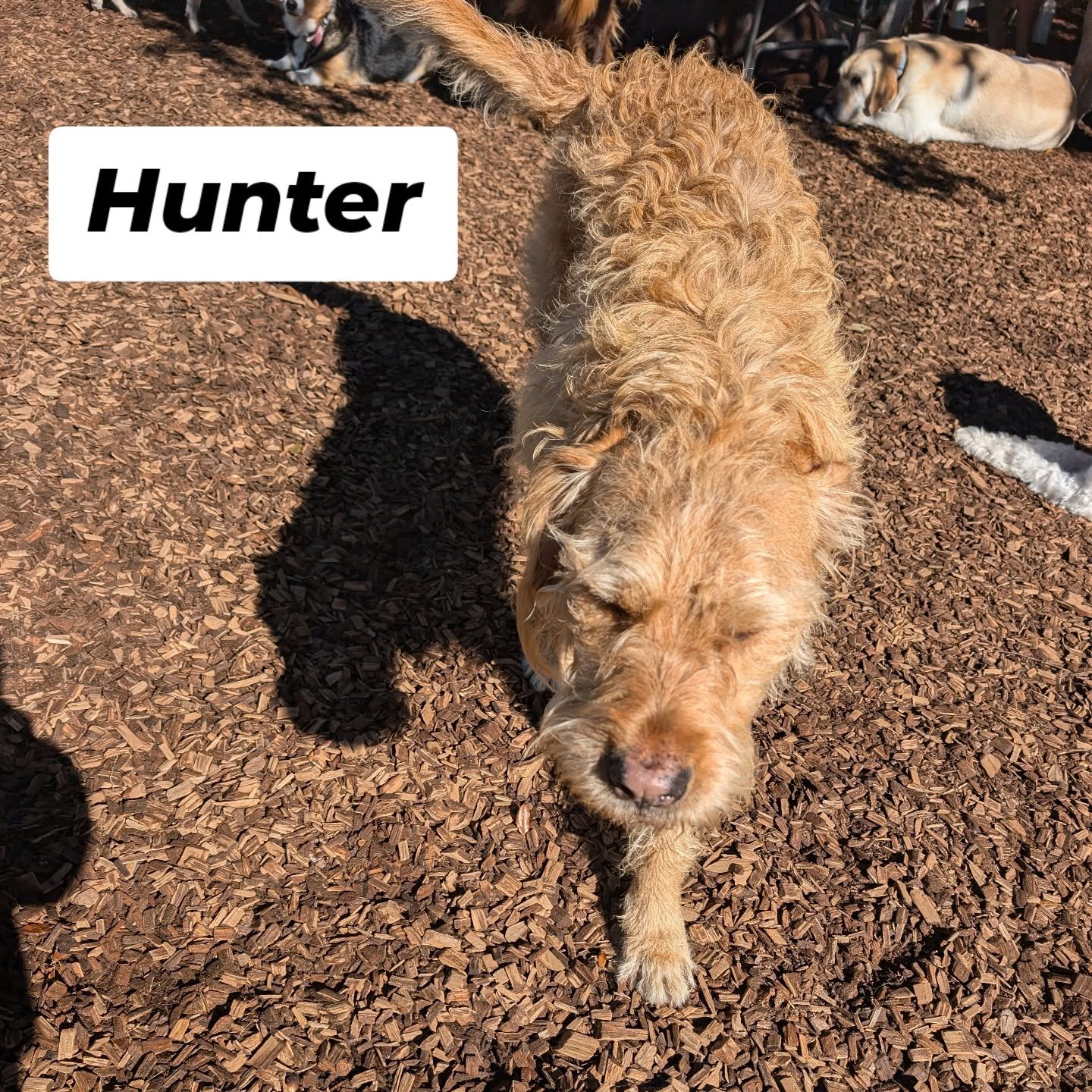 Zen Dog Daycare Mount Pleasant