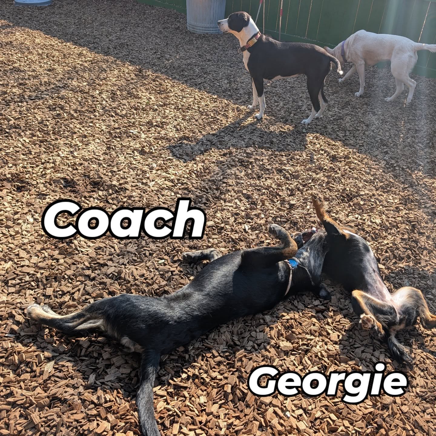 Zen Dog Daycare Mount Pleasant