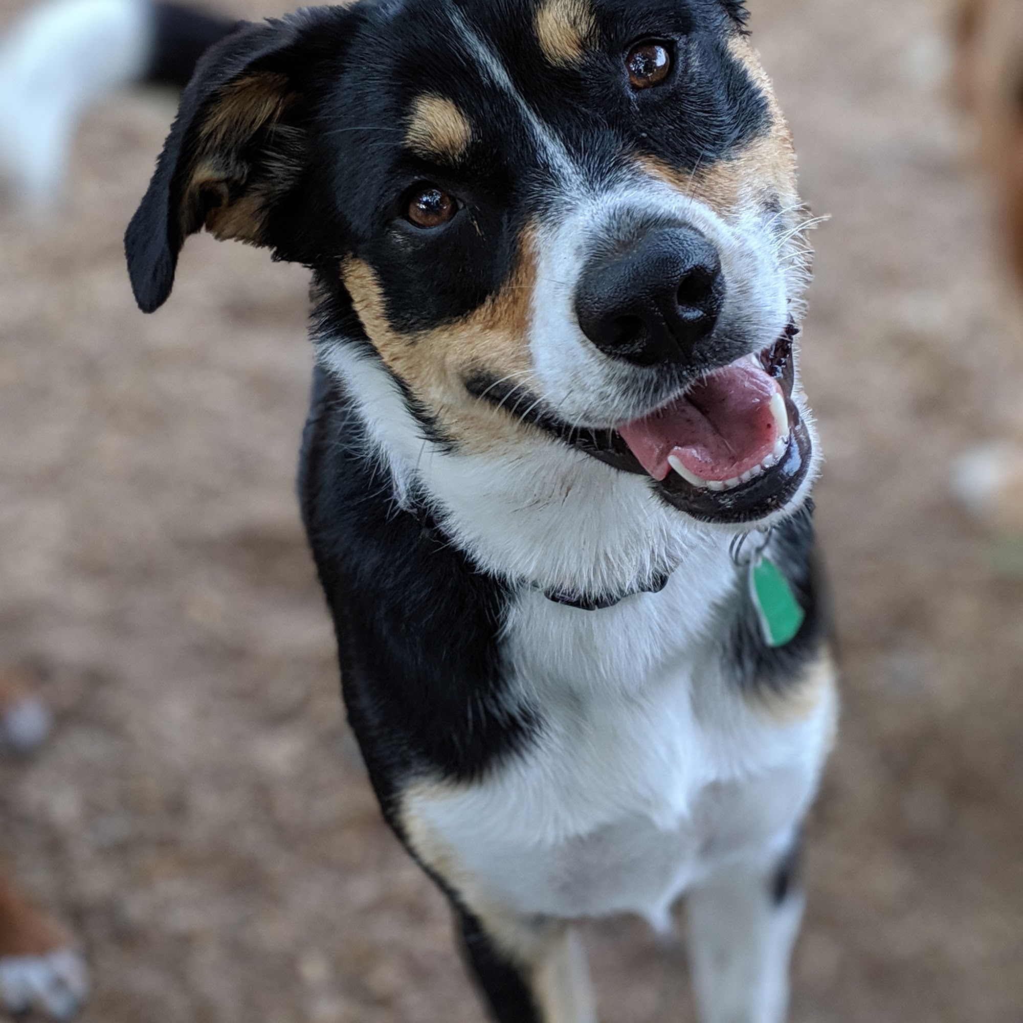 Zen Dog Daycare Mount Pleasant