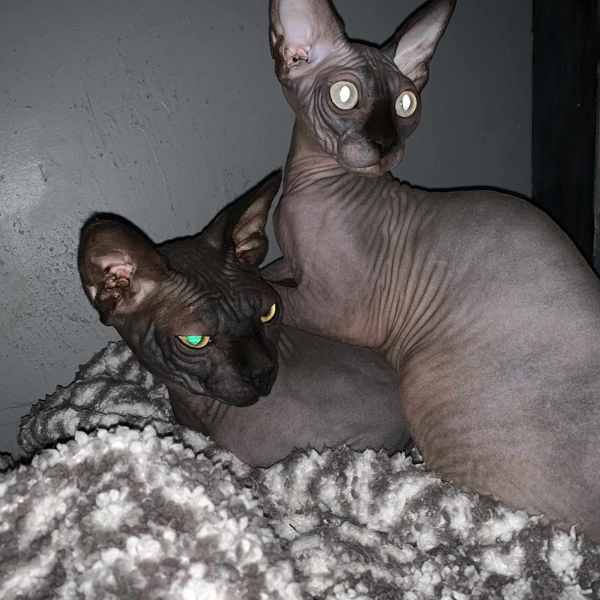 Comfy Kitty Cat Boarding Mount Pleasant