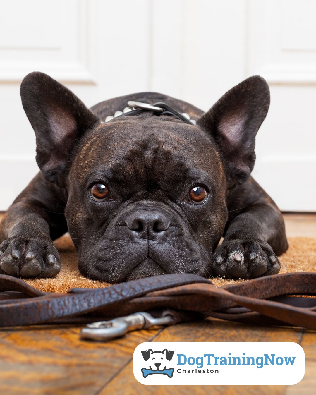 Dog Training Now Charleston Mount Pleasant