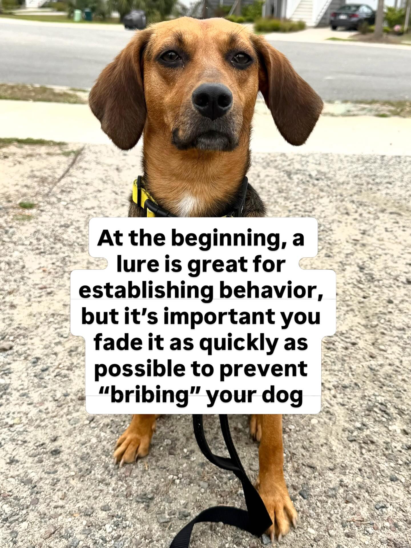Purely Positive Dog Training Mount Pleasant