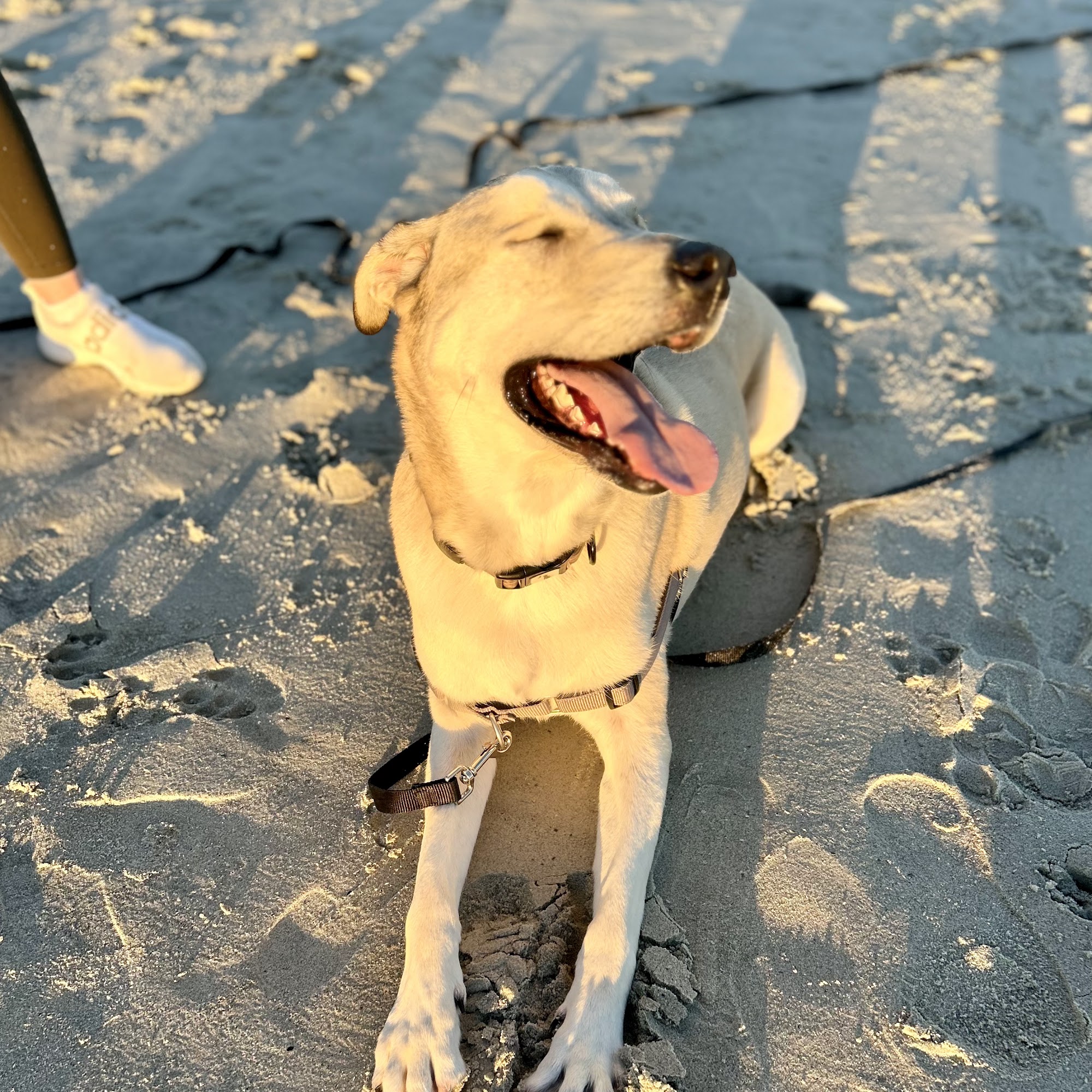 Purely Positive Dog Training Mount Pleasant