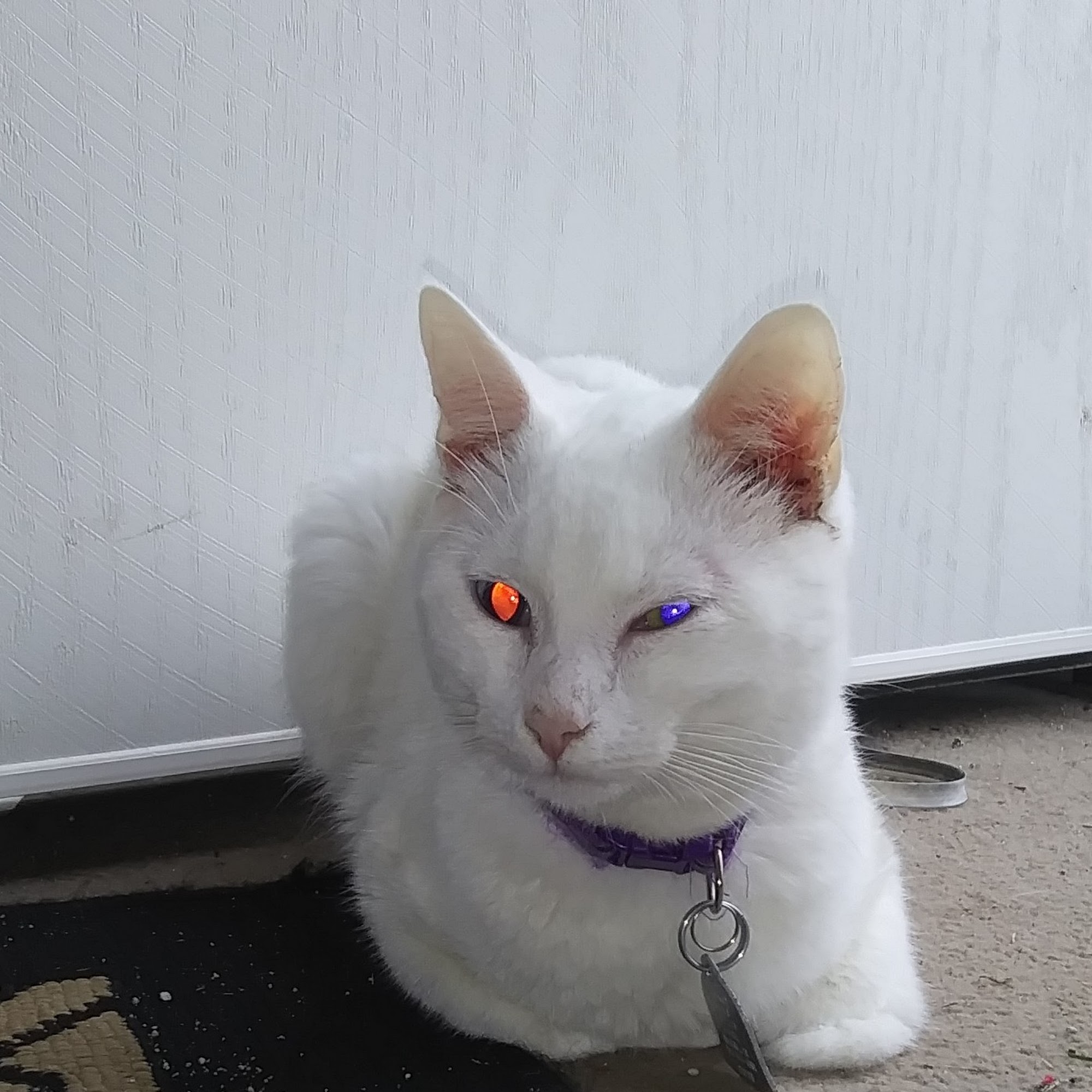 Mullins Veterinary Hospital Mullins