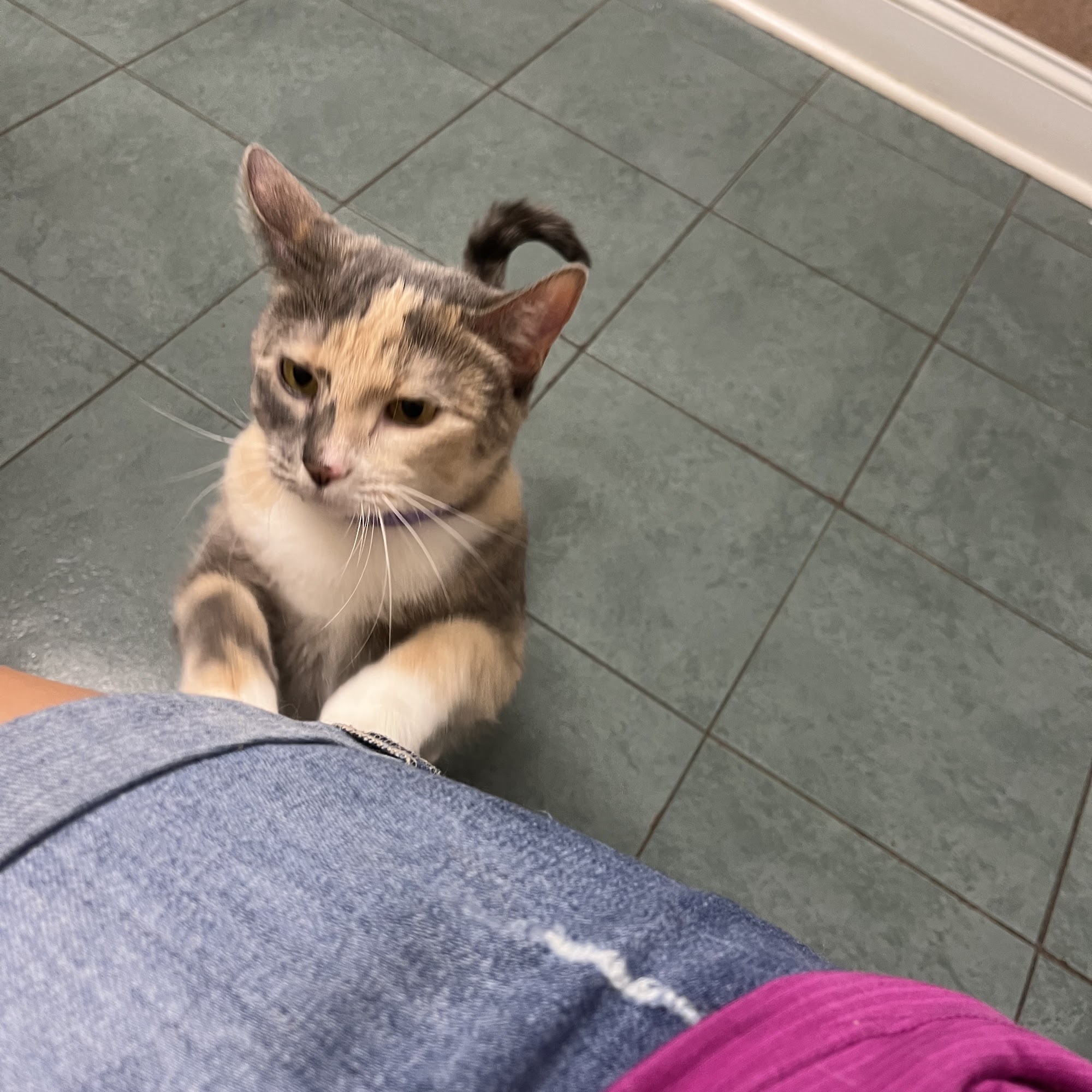 Murrells Inlet Veterinary Hospital Murrells Inlet