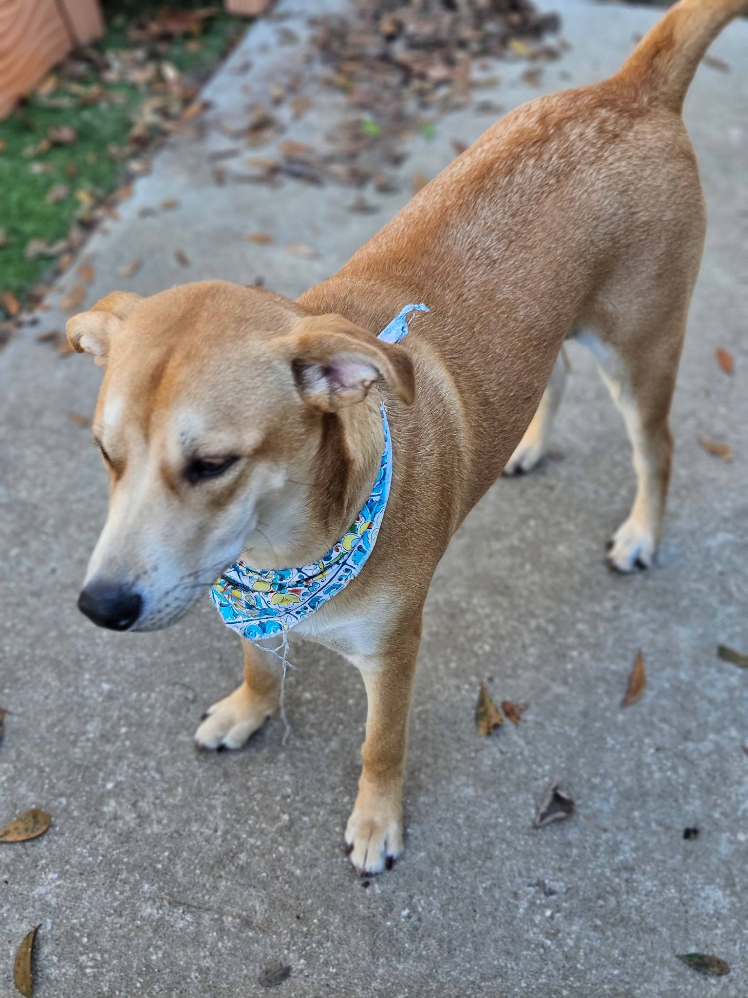 Bark Pet Resort Murrells Inlet