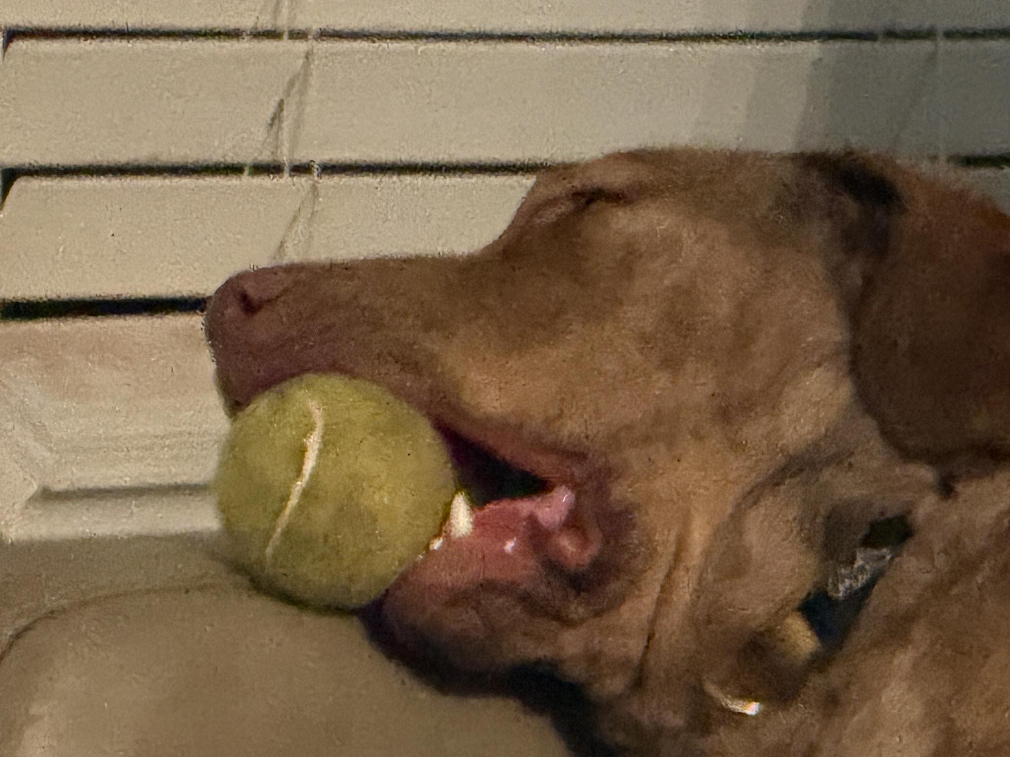 Marsh Pups Grooming Murrells Inlet