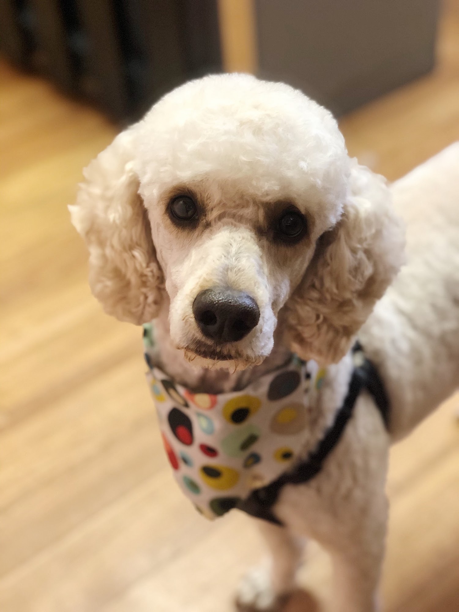 Marsh Pups Grooming Murrells Inlet