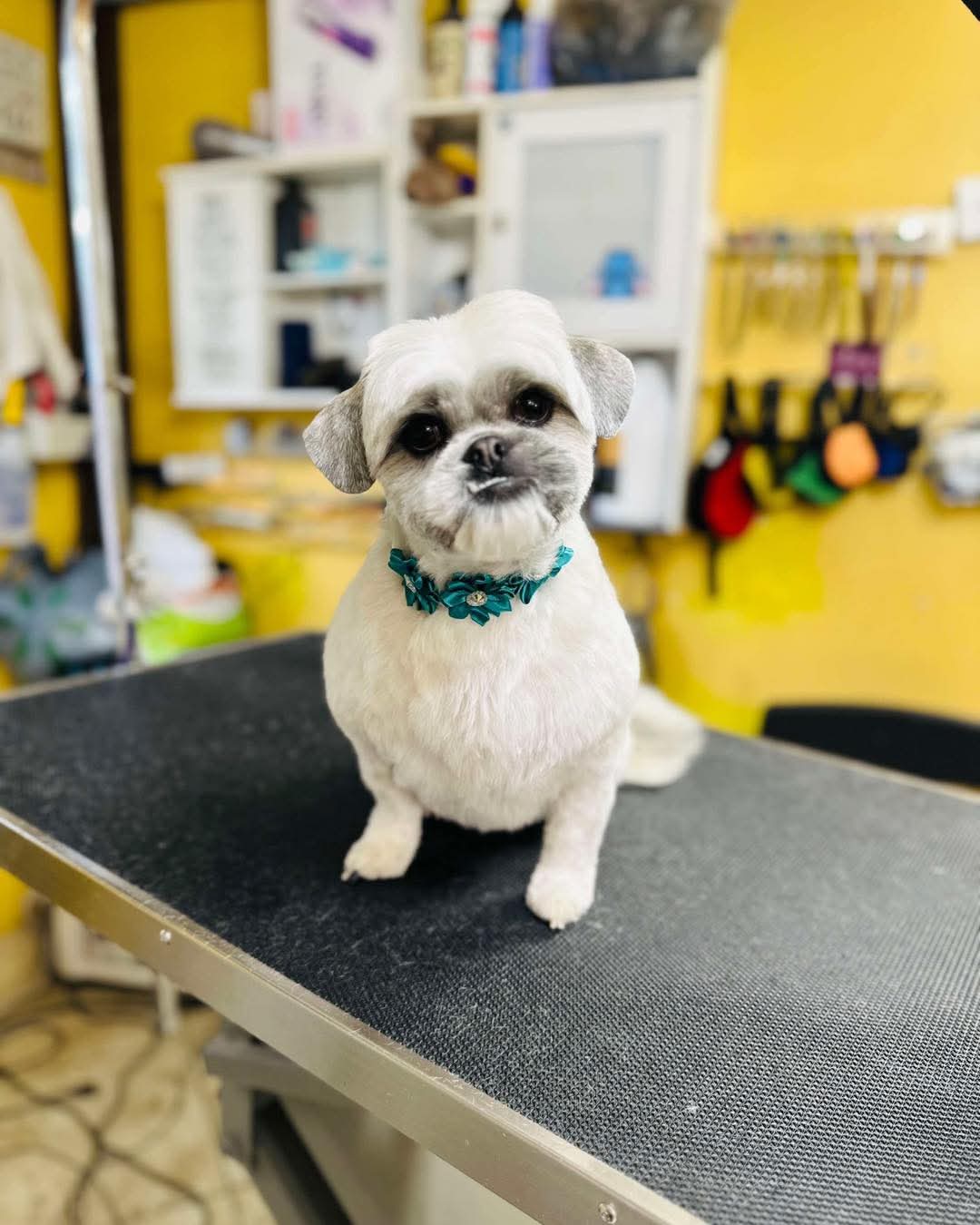 Angel Pets, LLC Murrells Inlet