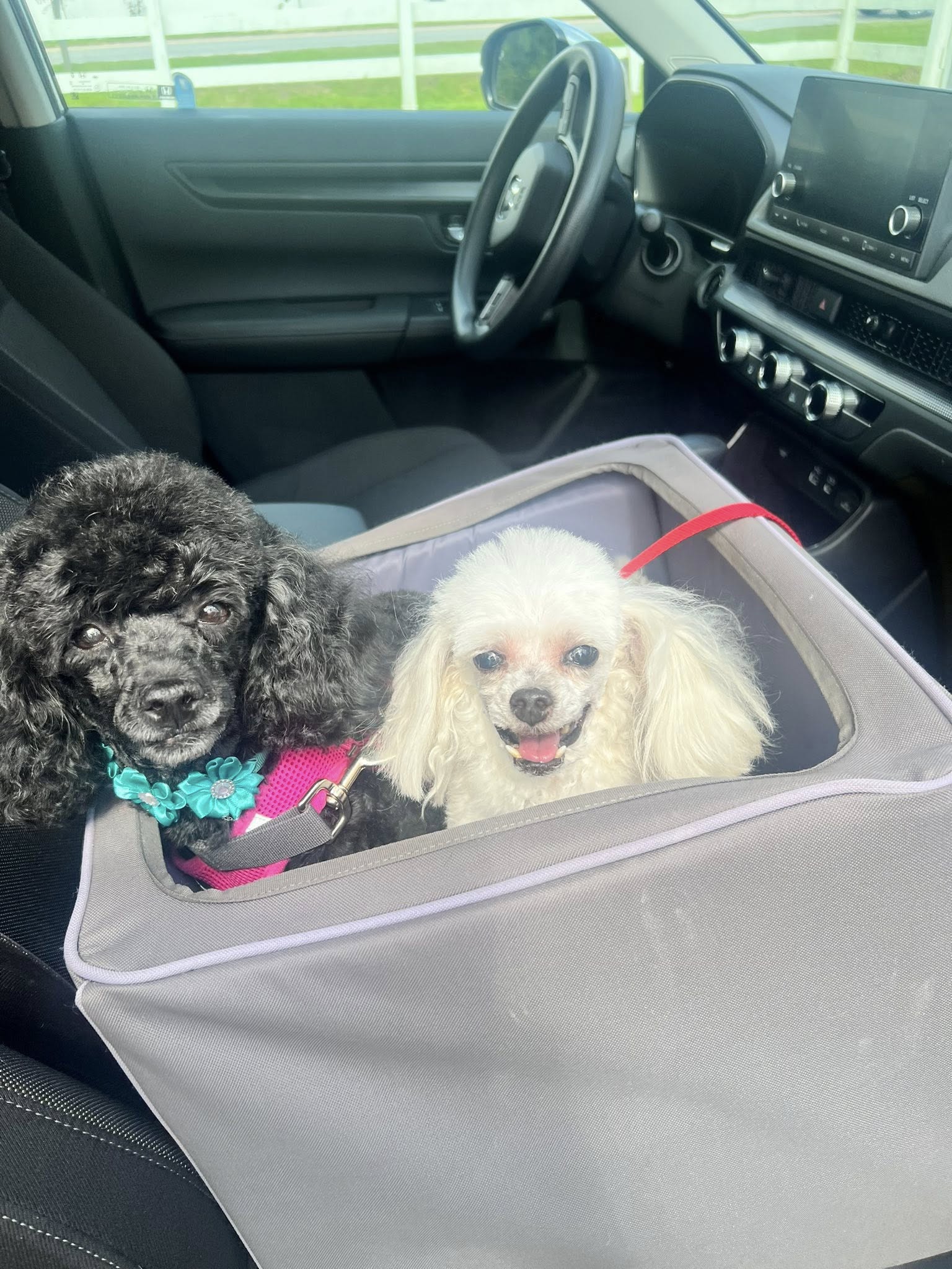 Shampooches Pet Grooming Murrells Inlet