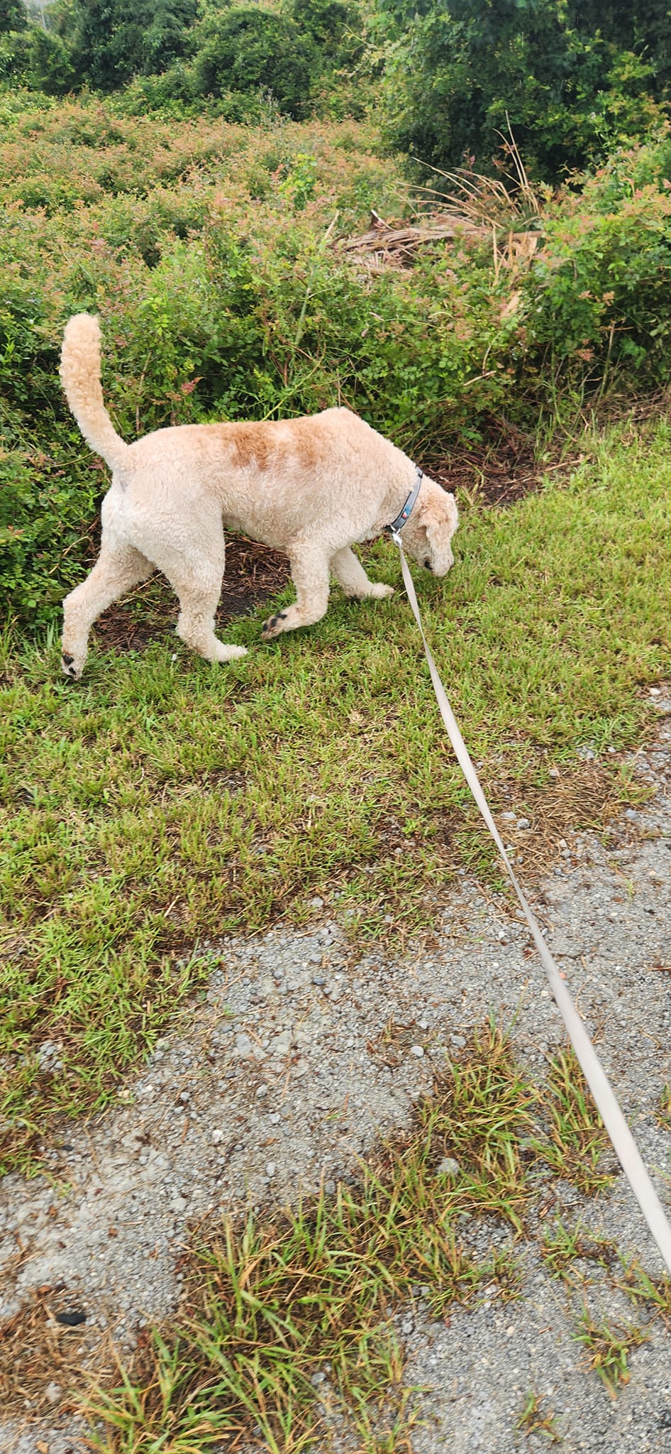 MICRITTERSITTERS Murrells Inlet