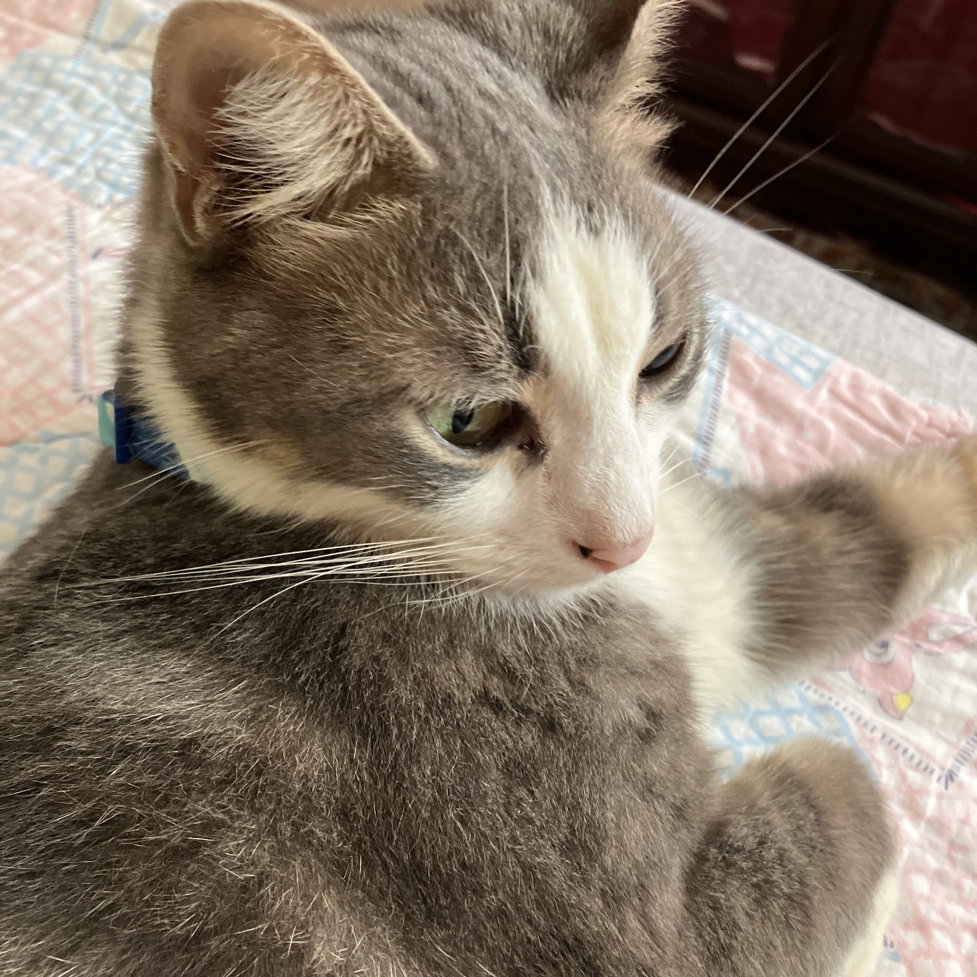 On Point Animal Hospital North Myrtle Beach