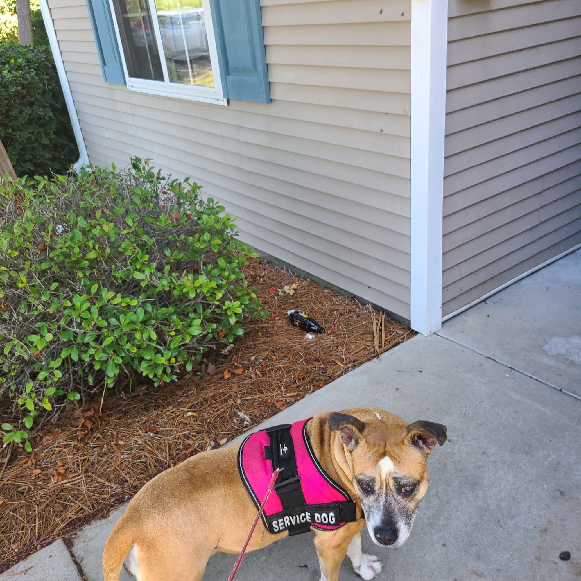 Meadowlawn Animal Services Myrtle Beach