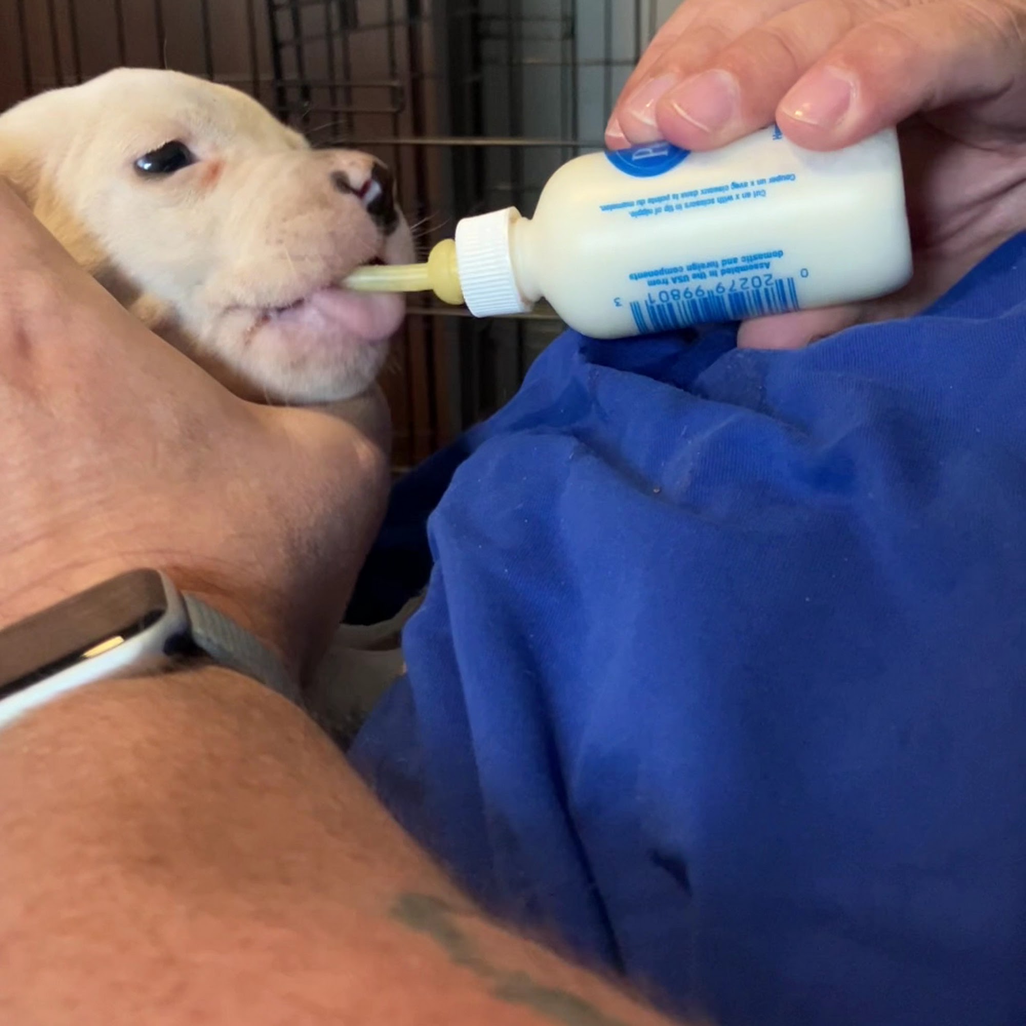 Animal Emergency Hospital of the Strand Myrtle Beach