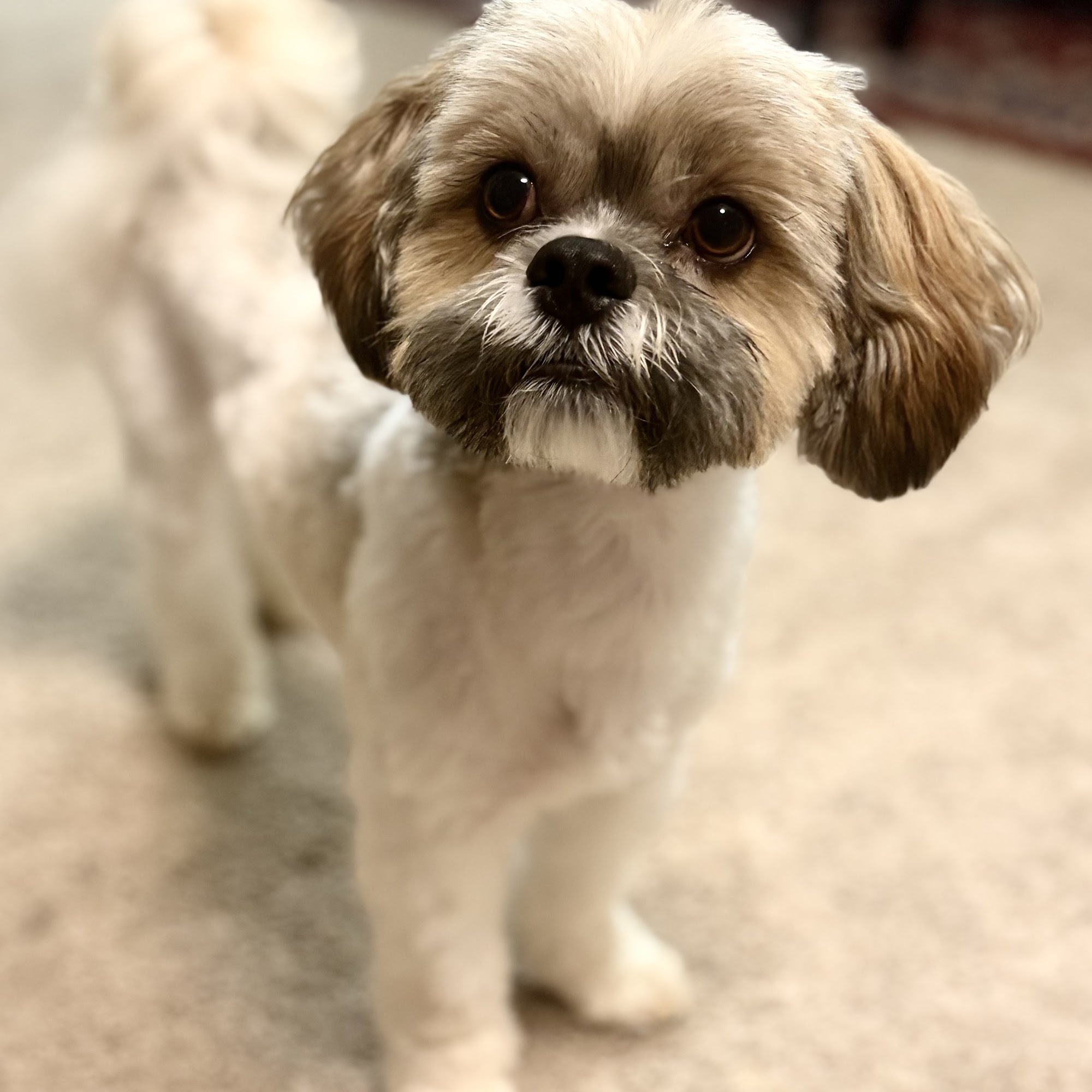 Veterinary Clinic of Myrtle Beach Myrtle Beach