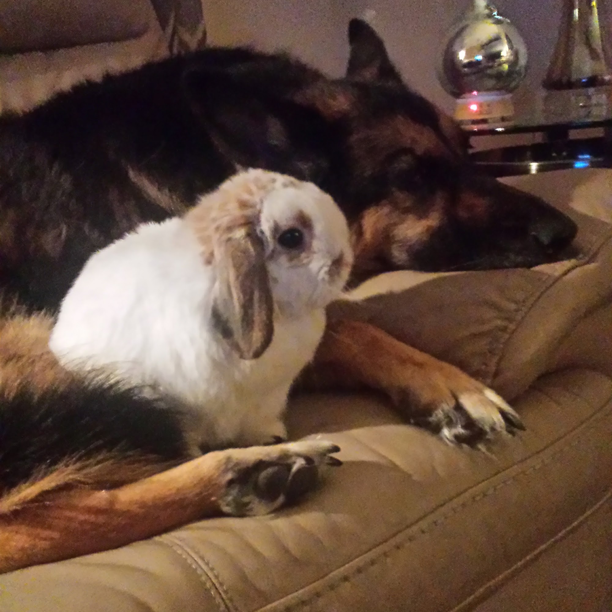 Grand Strand Animal Hospital Myrtle Beach