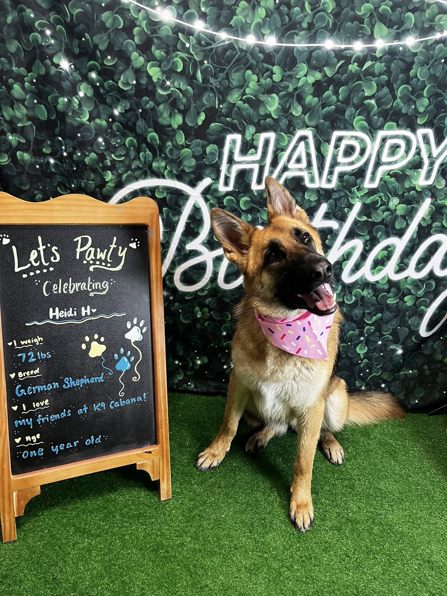 K9 Cabana Dog Resort & Training Center Myrtle Beach