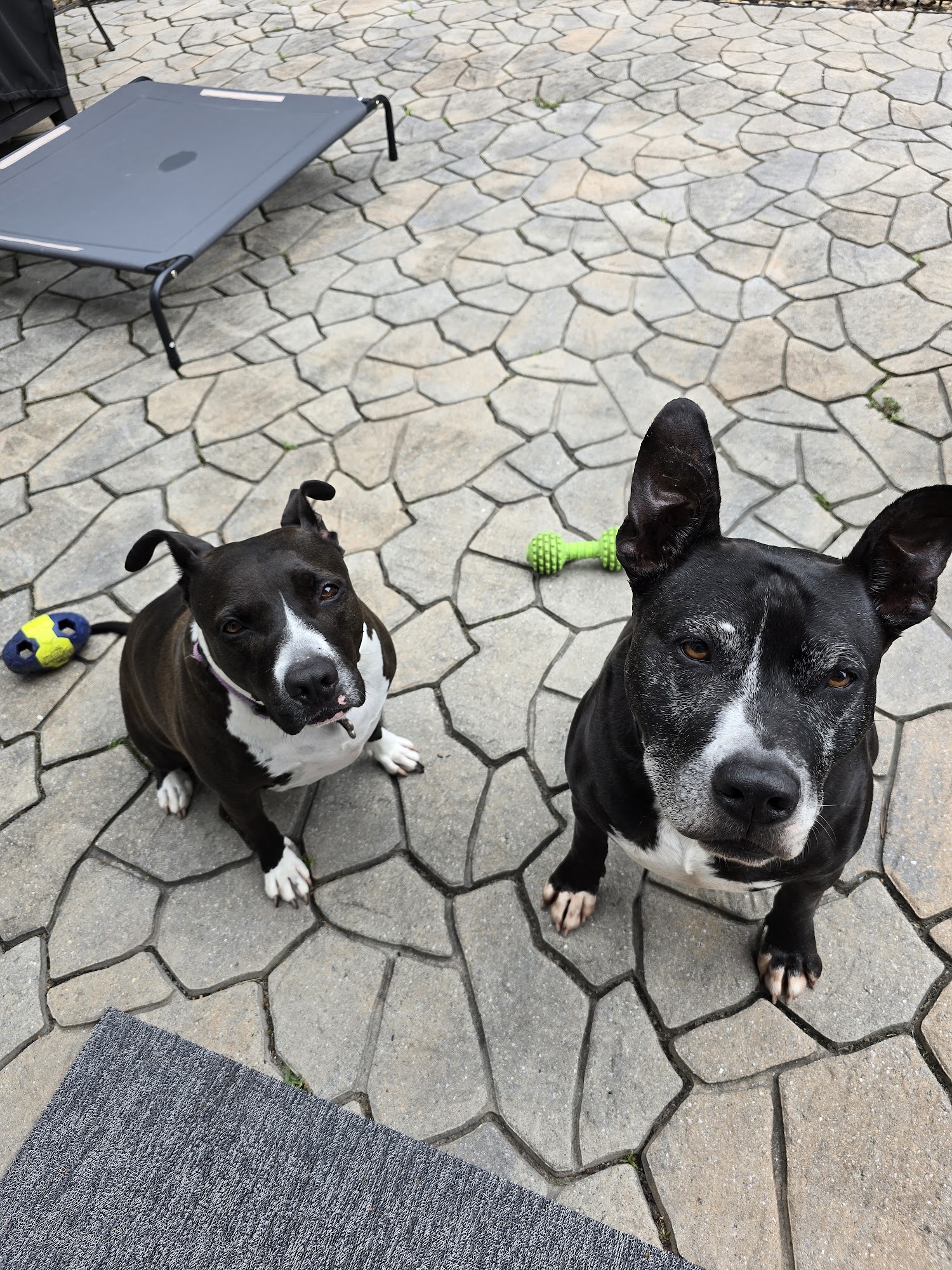 Tamroc Kennels Myrtle Beach