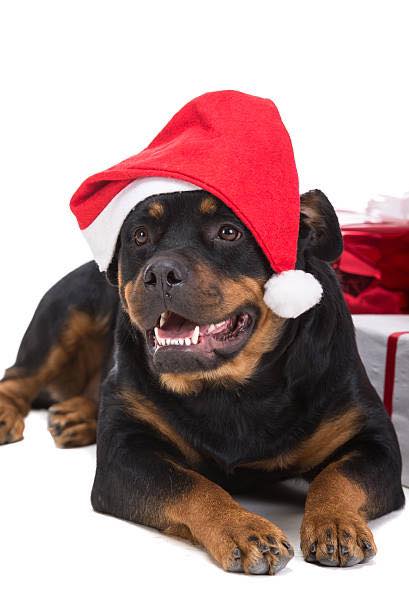 Bark in Style, LLC Myrtle Beach