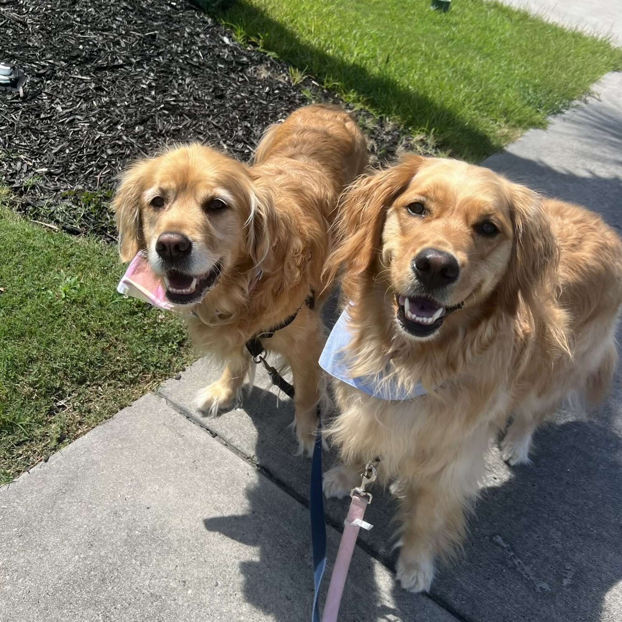 East Coast Pet Services Myrtle Beach