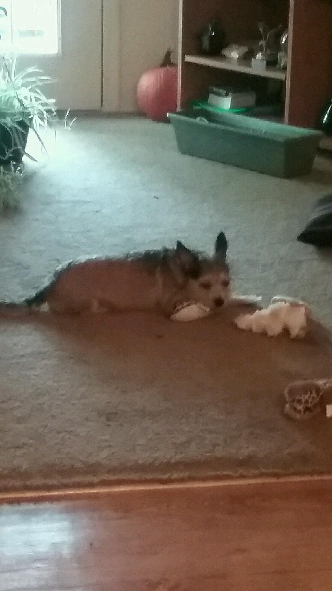 Petco Vaccination Clinic Myrtle Beach