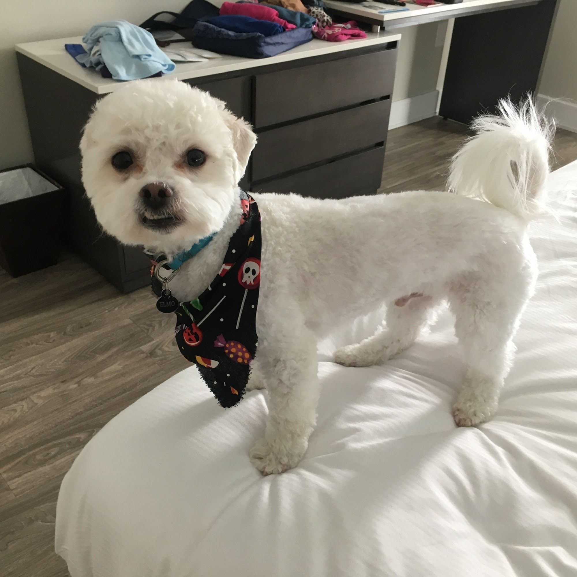 Petite Dog Grooming Myrtle Beach