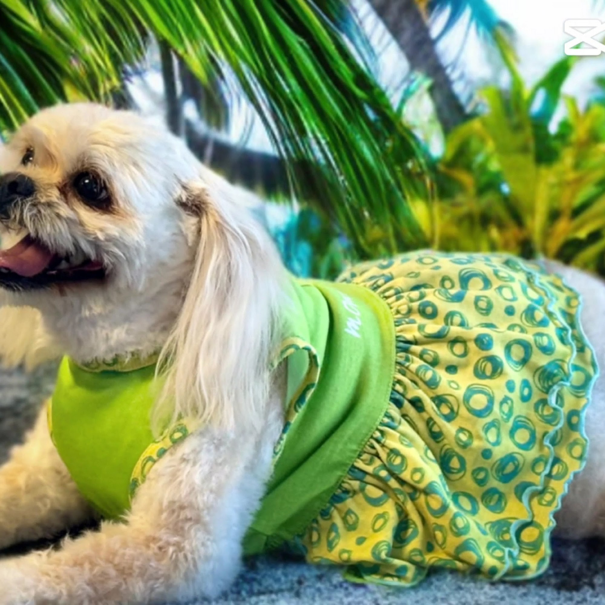 The Groomer Myrtle Beach