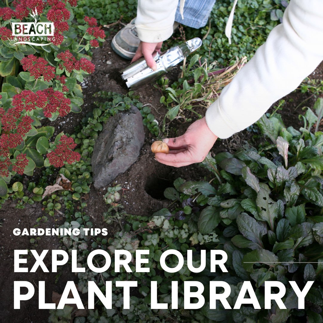 Landscapers - Myrtle Beach, SC