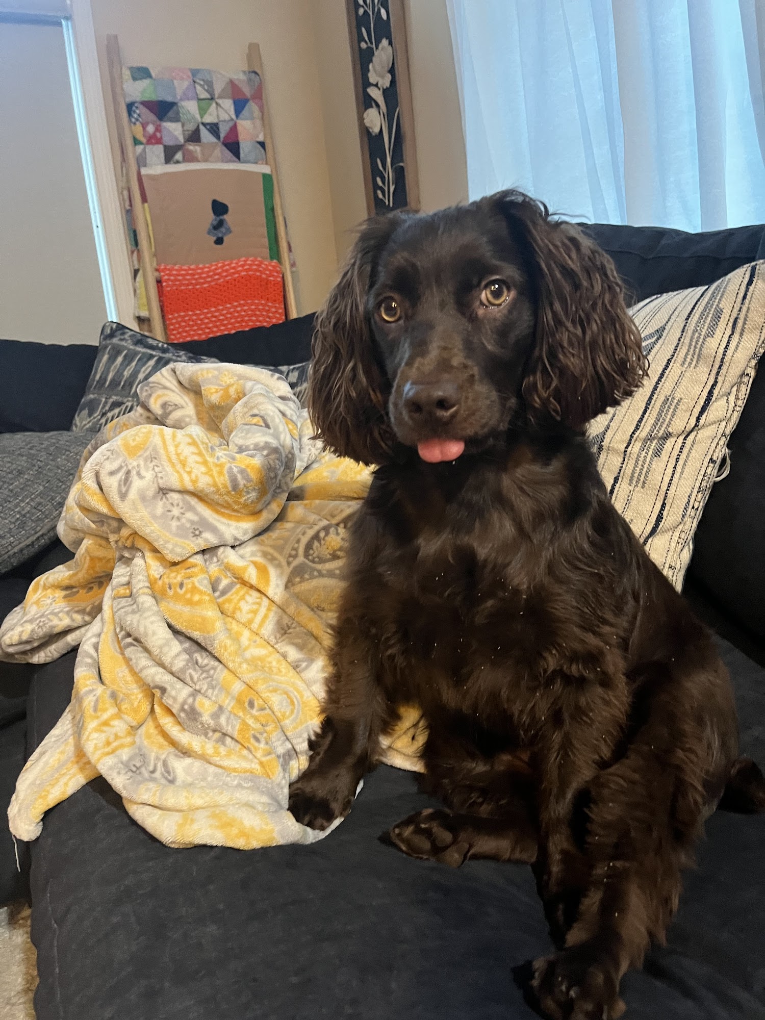 Off Leash K9 Training Myrtle Beach, SC