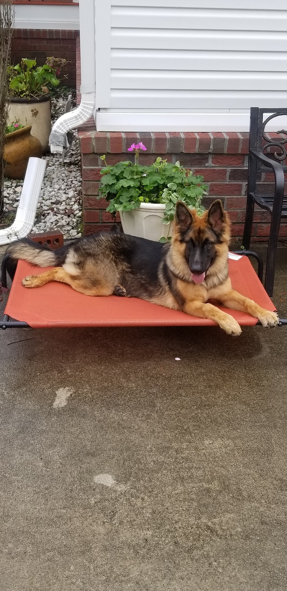 Off Leash K9 Training Myrtle Beach, SC