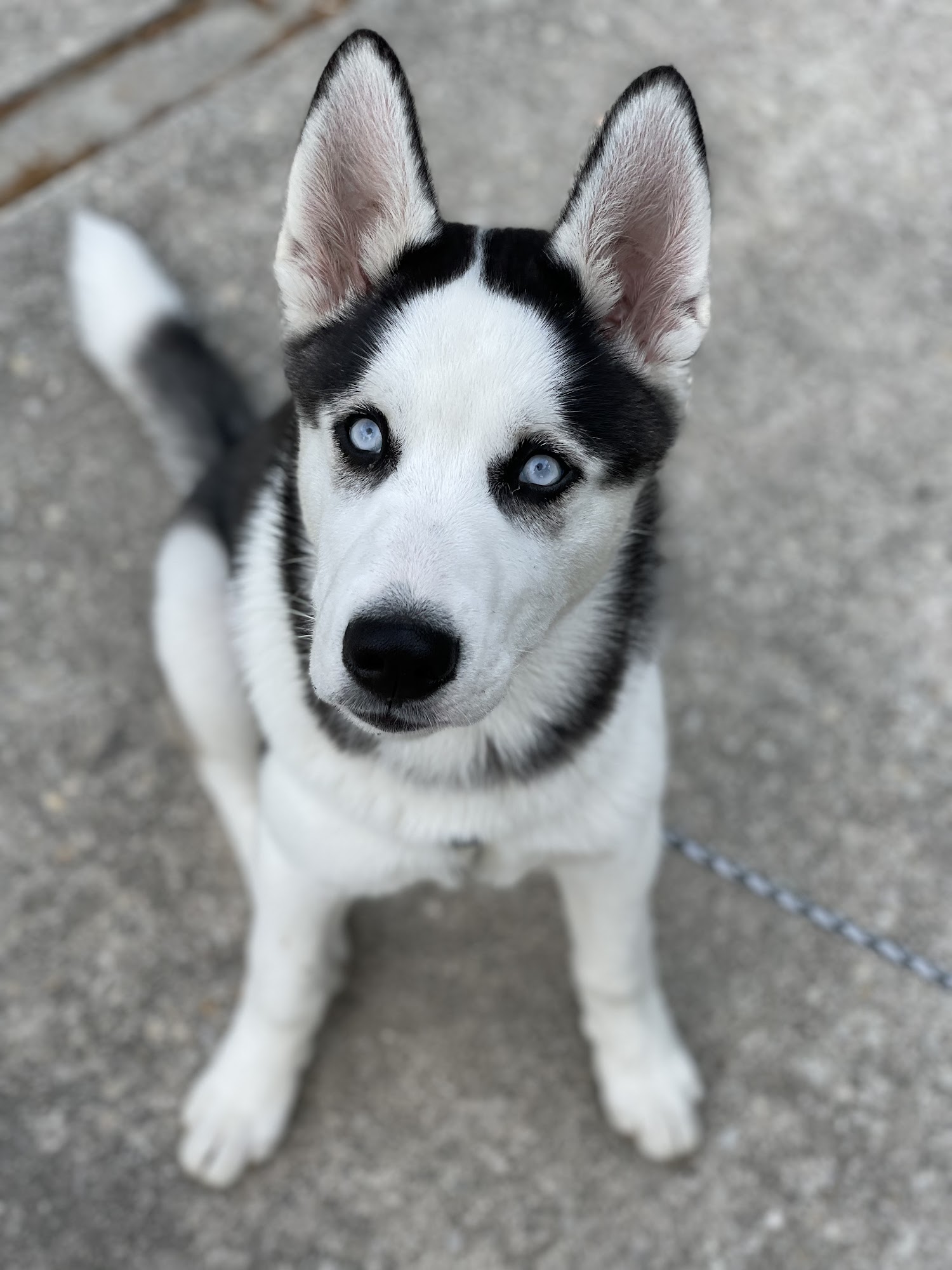 Off Leash K9 Training Myrtle Beach, SC