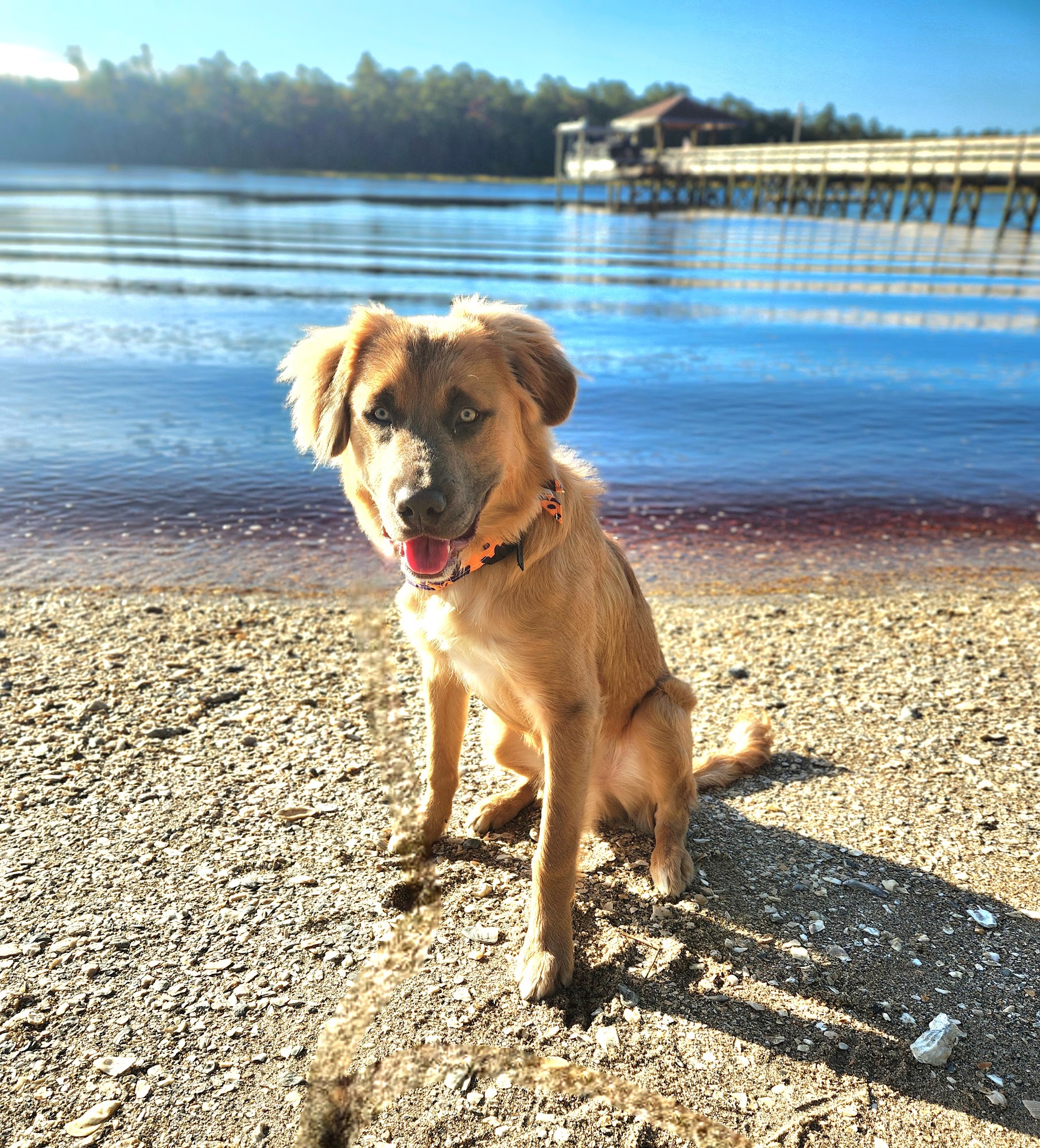 Off Leash K9 Training Myrtle Beach, SC