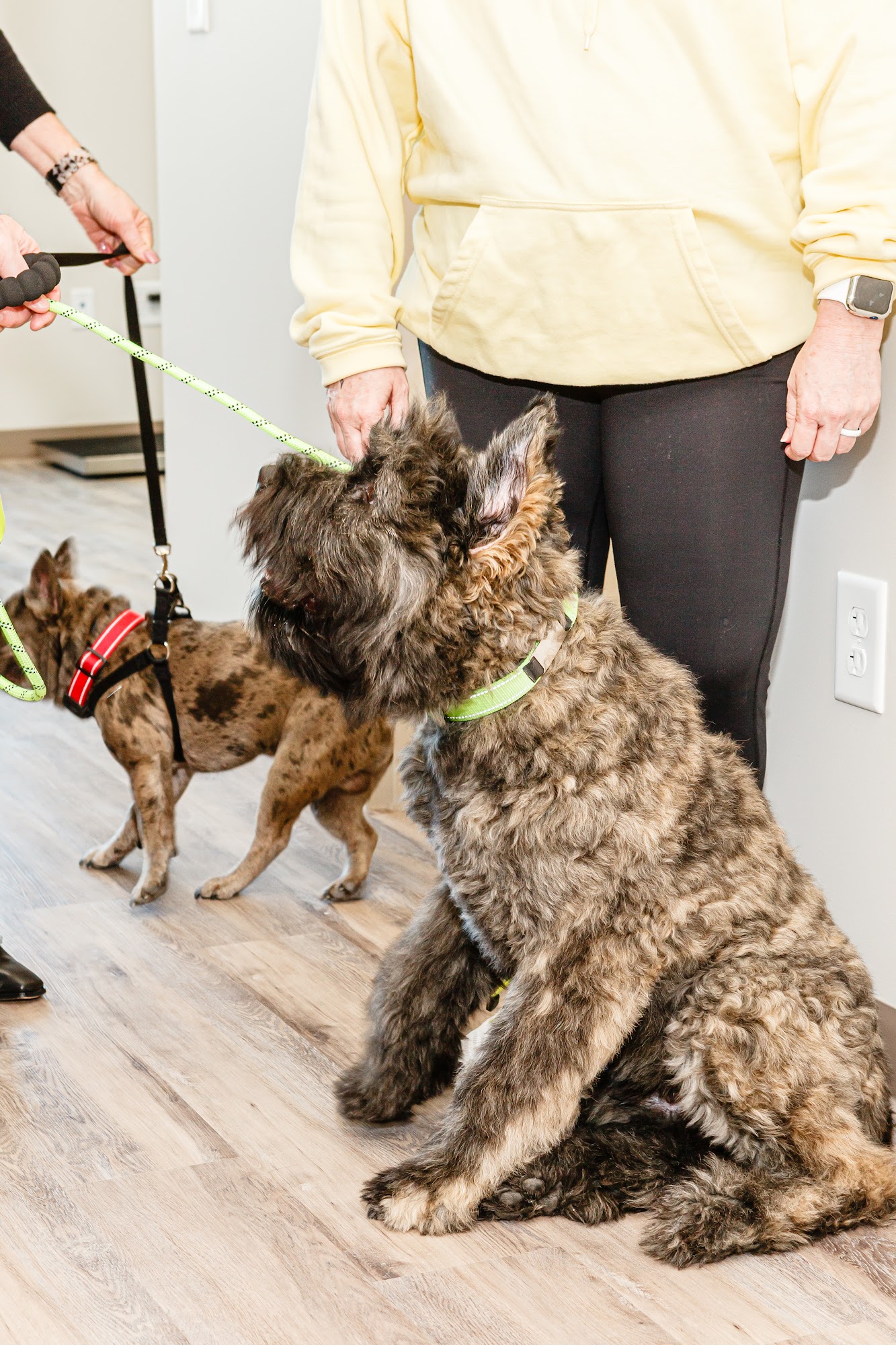 Hometown Veterinary Partners Myrtle Beach Myrtle Beach