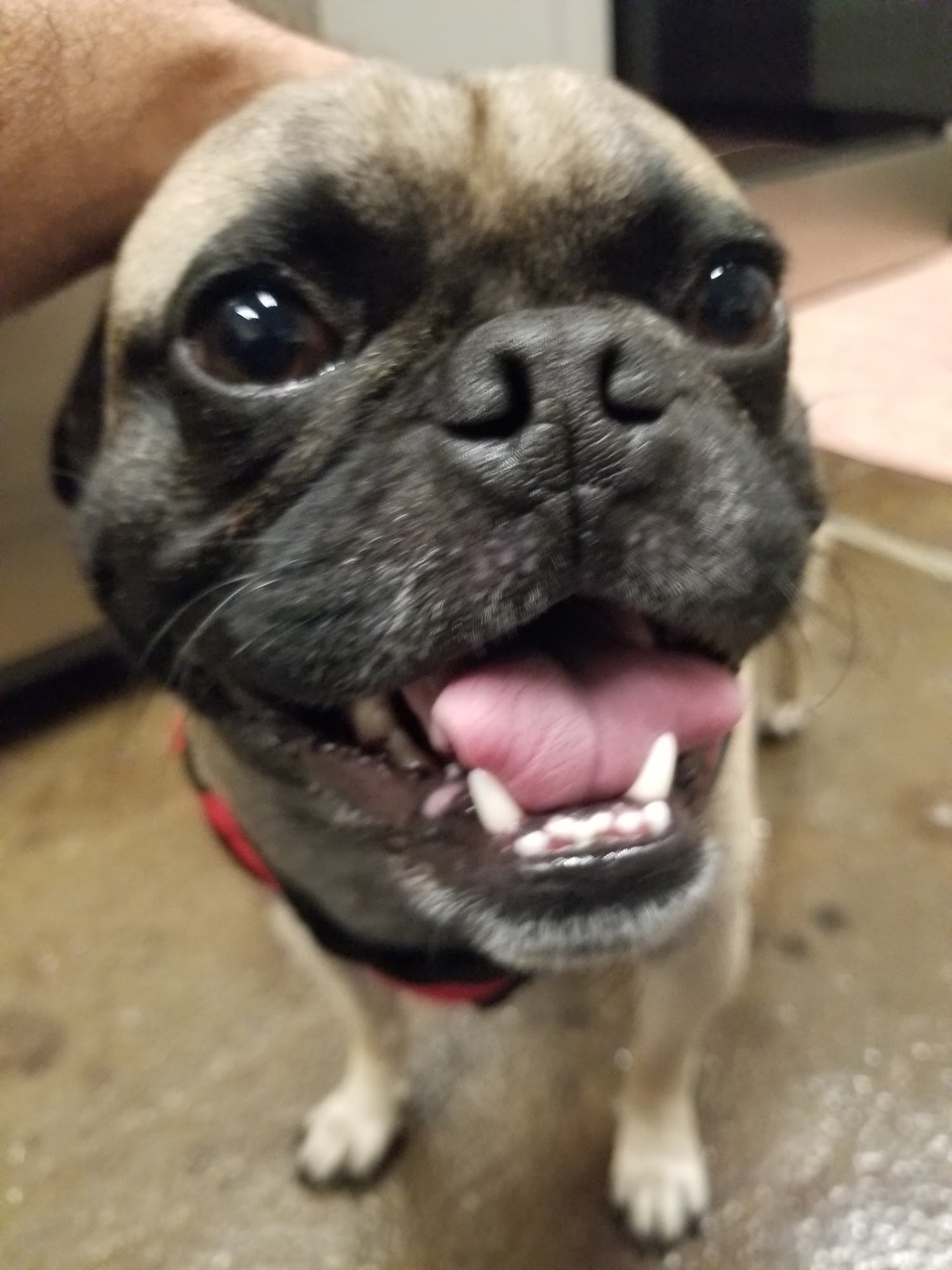 Pet Styles Boarding and Grooming Newberry