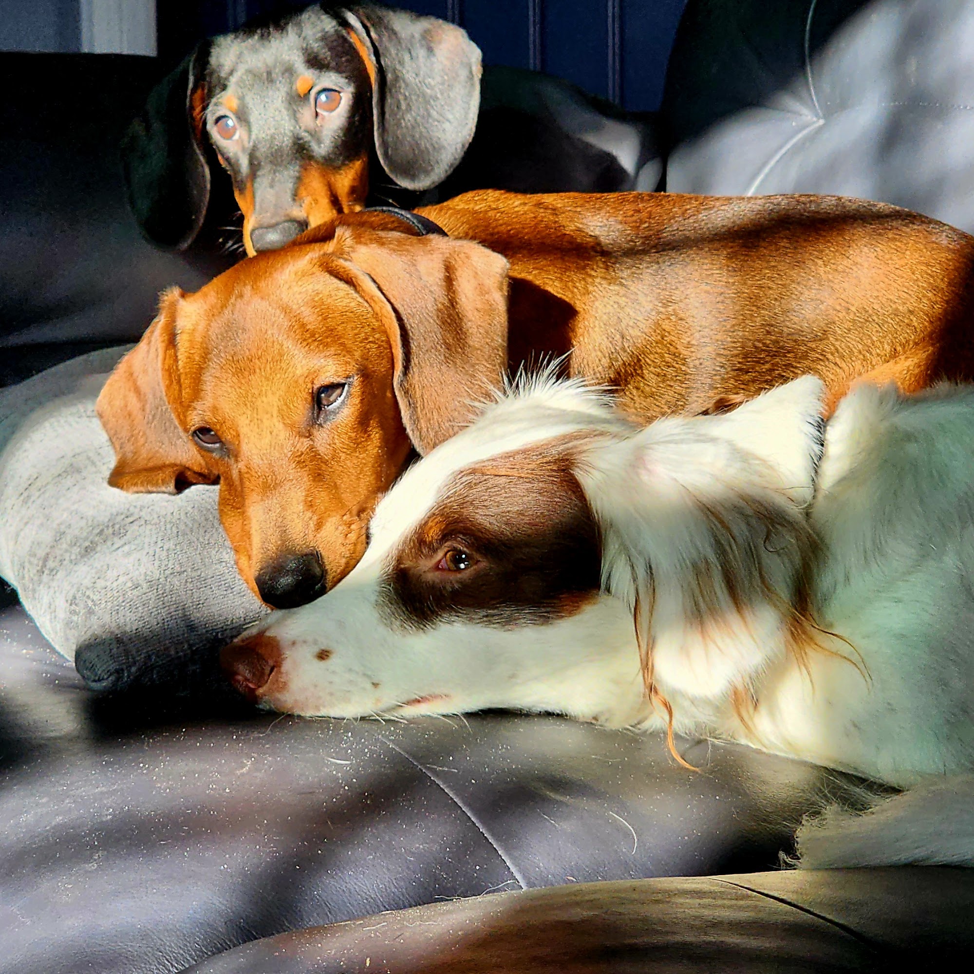 CSRA Life Saver North Augusta