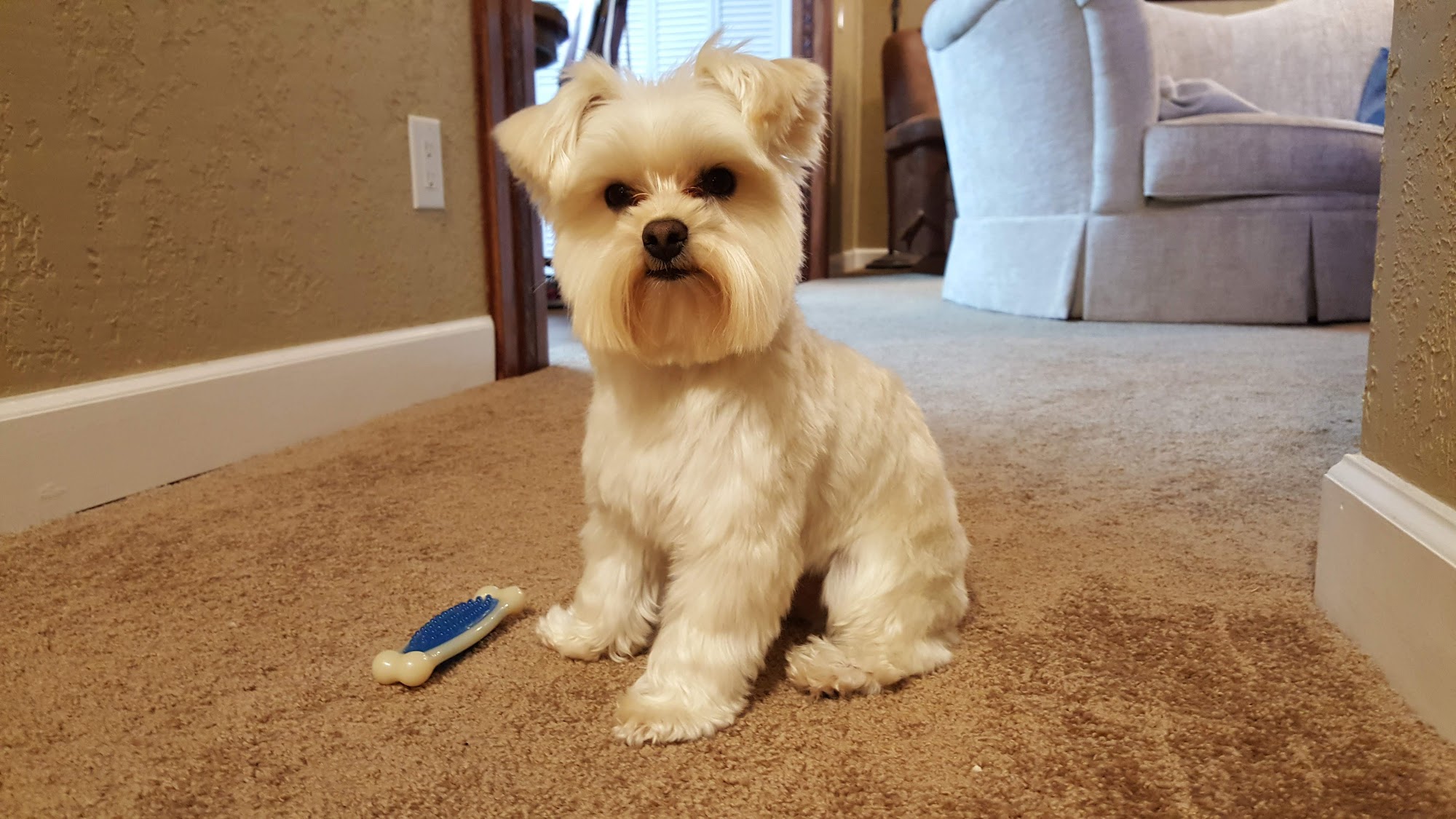 Animal House Grooming, LLC North Augusta