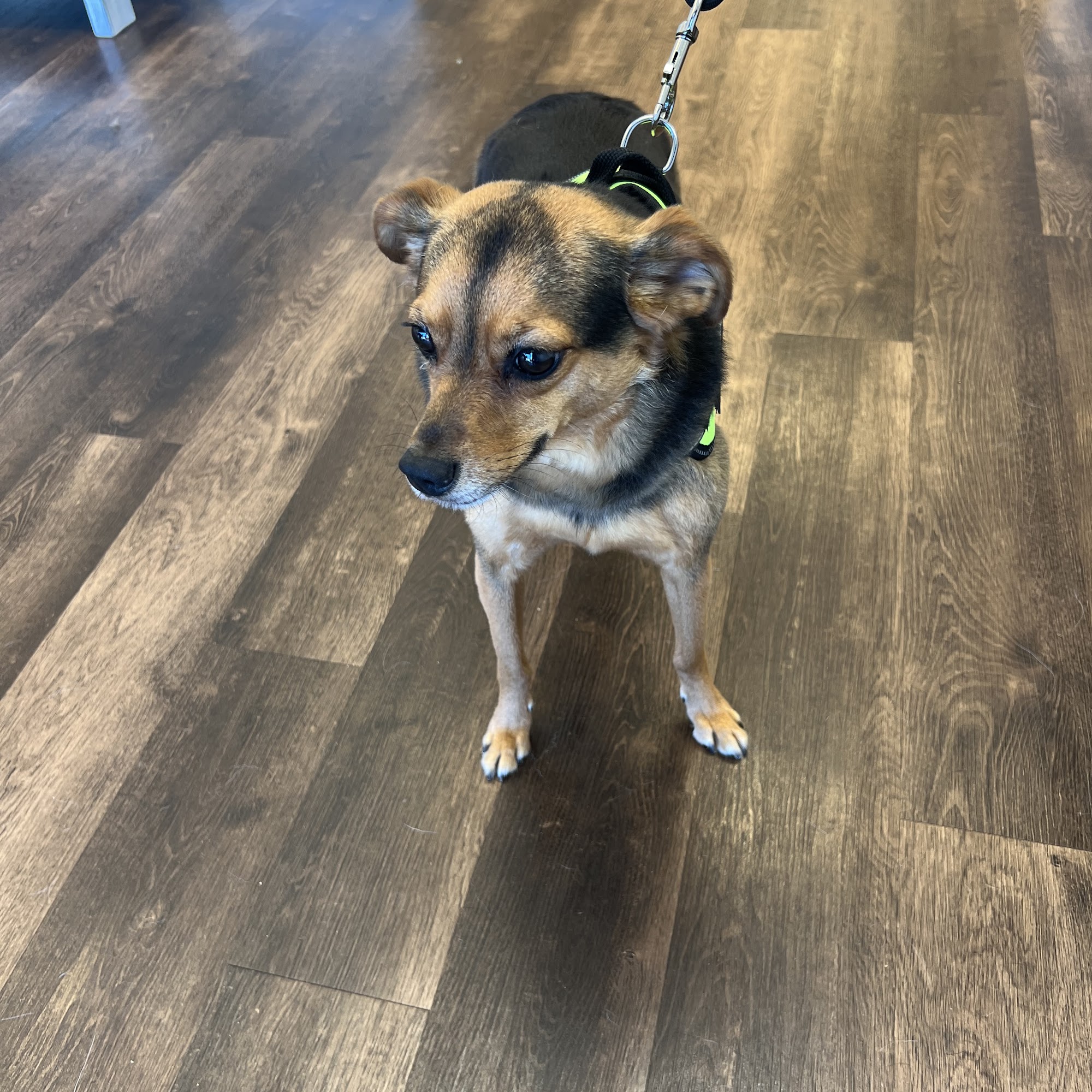 Animal House Grooming, LLC North Augusta