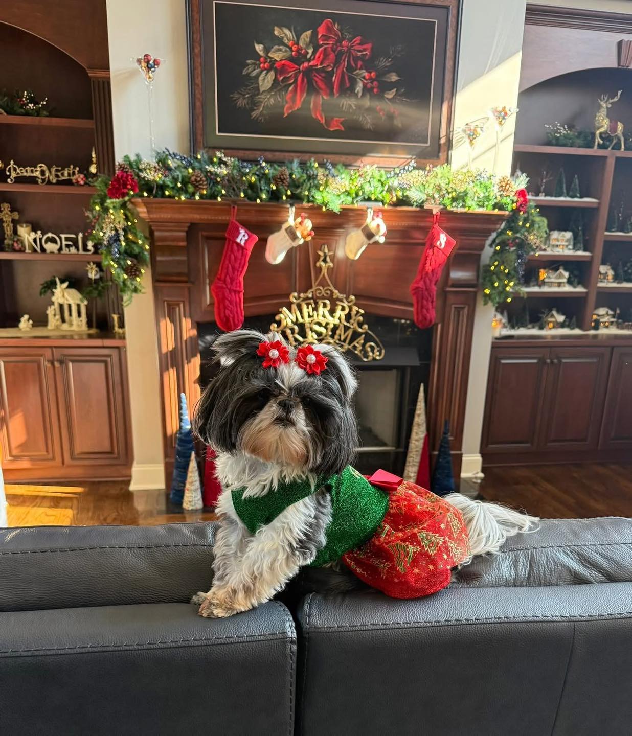 Doggie D'Tails North Augusta