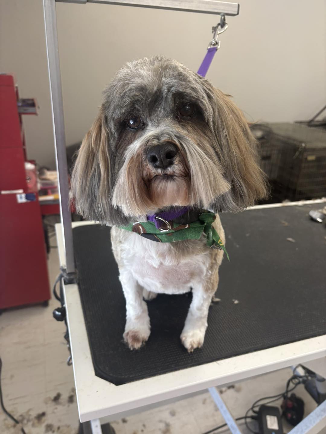 Doggie D'Tails North Augusta