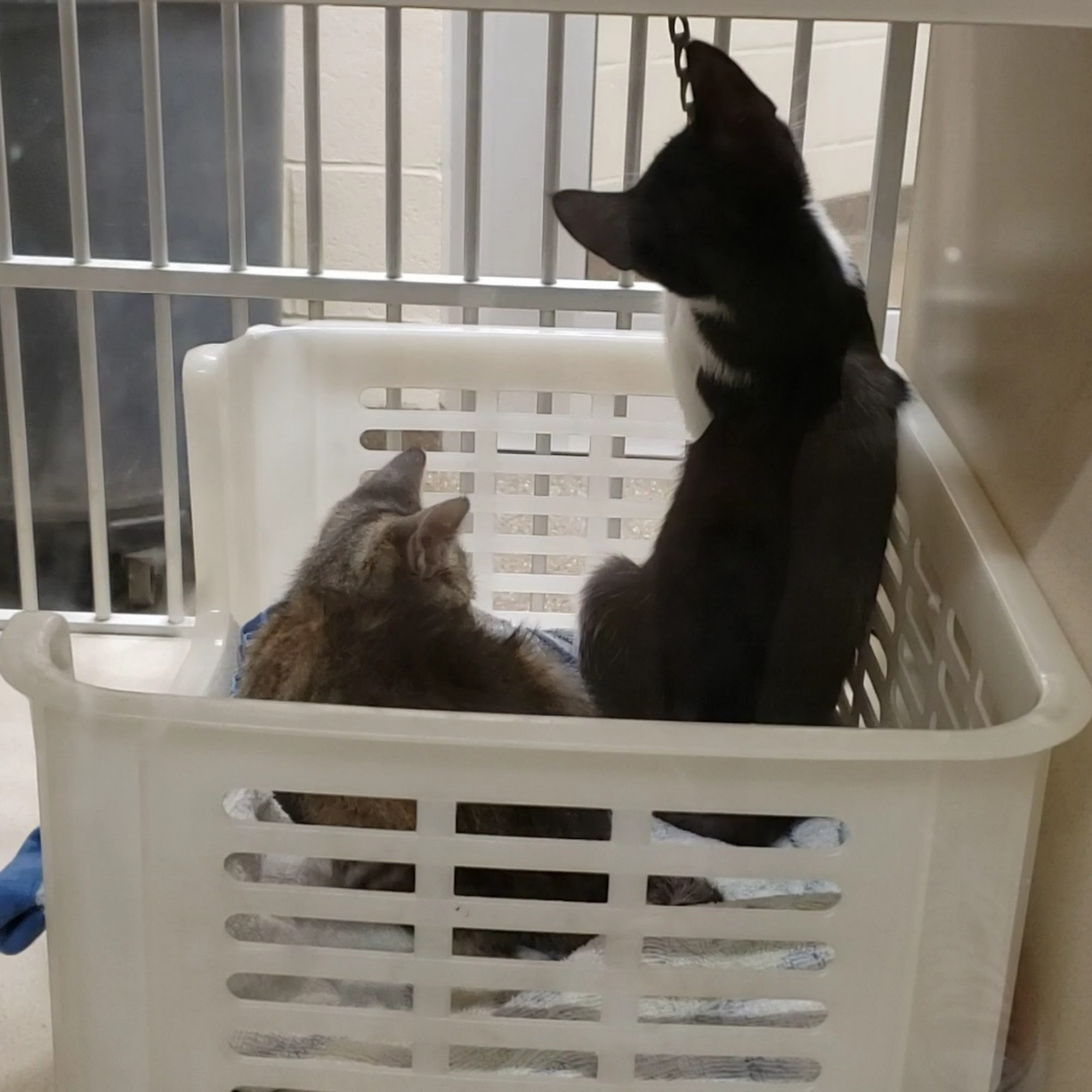 Charleston Animal Society North Charleston