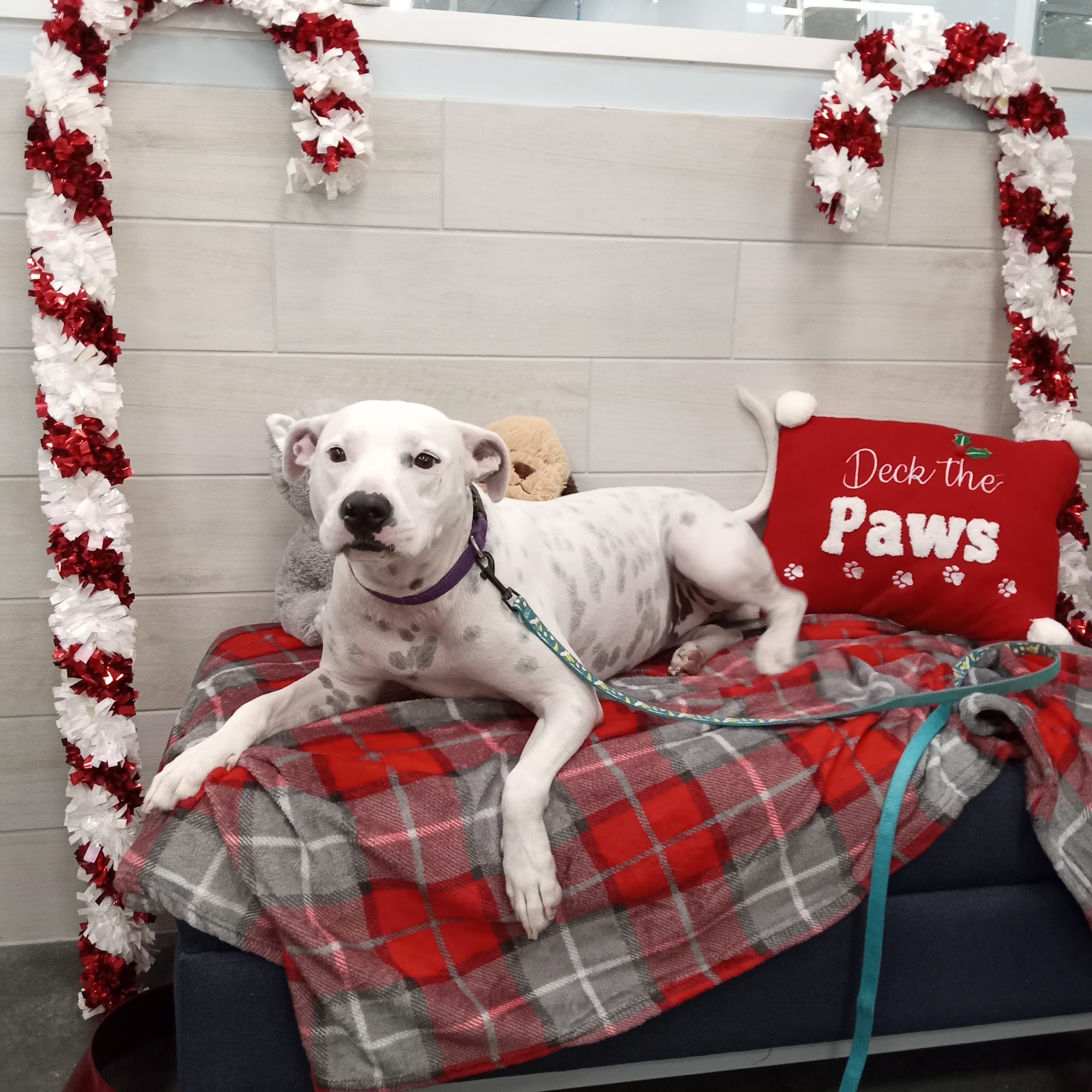 PetSmart North Charleston