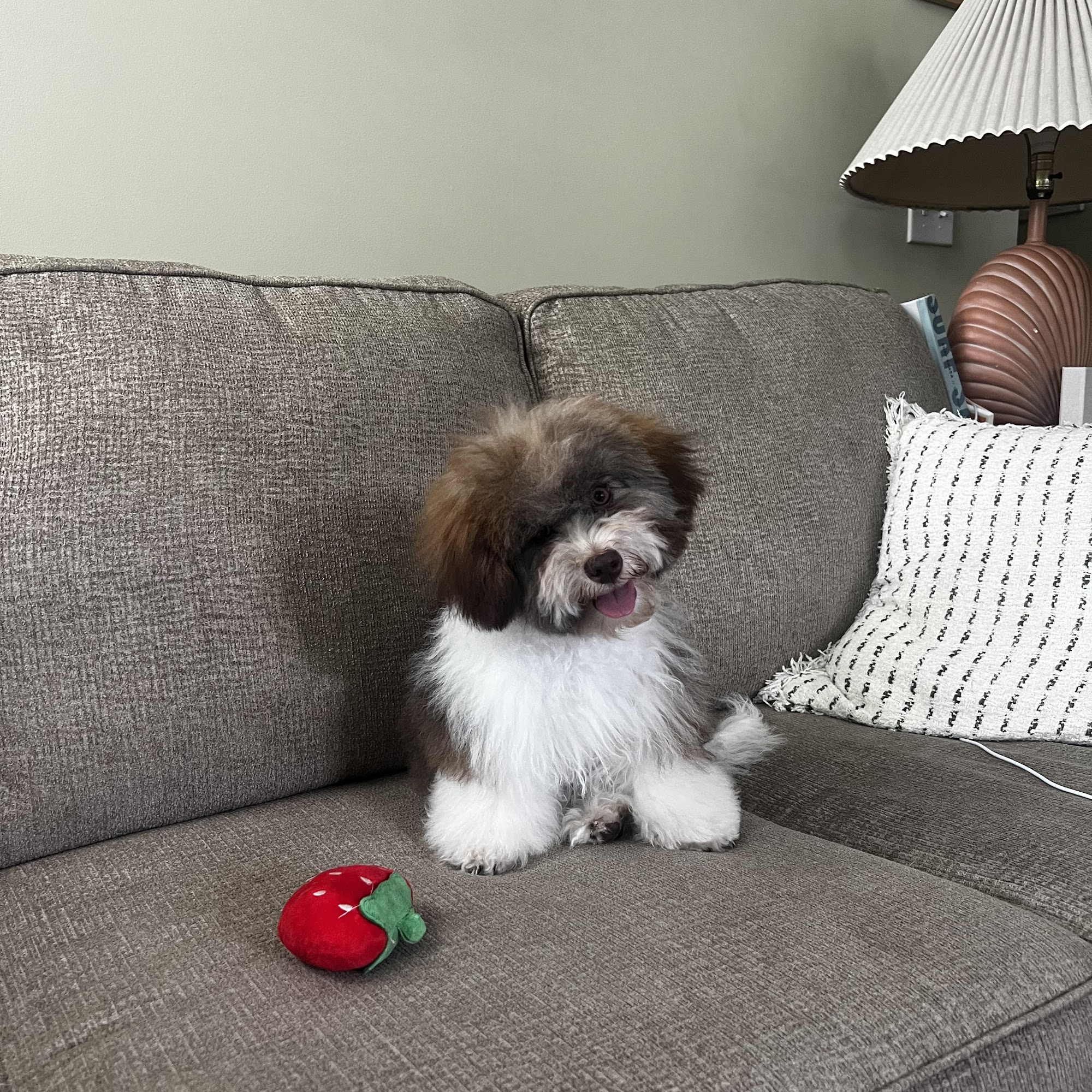 The Dog Wash North Charleston