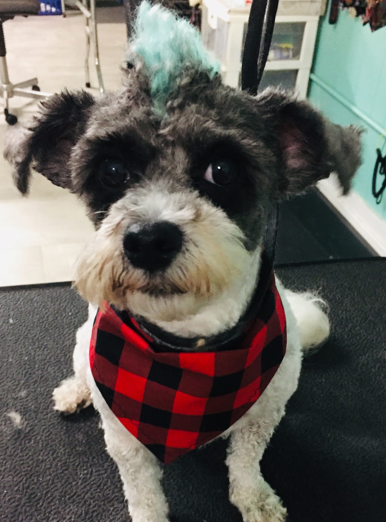 Jen's Ocean Drive Pet Grooming North Myrtle Beach