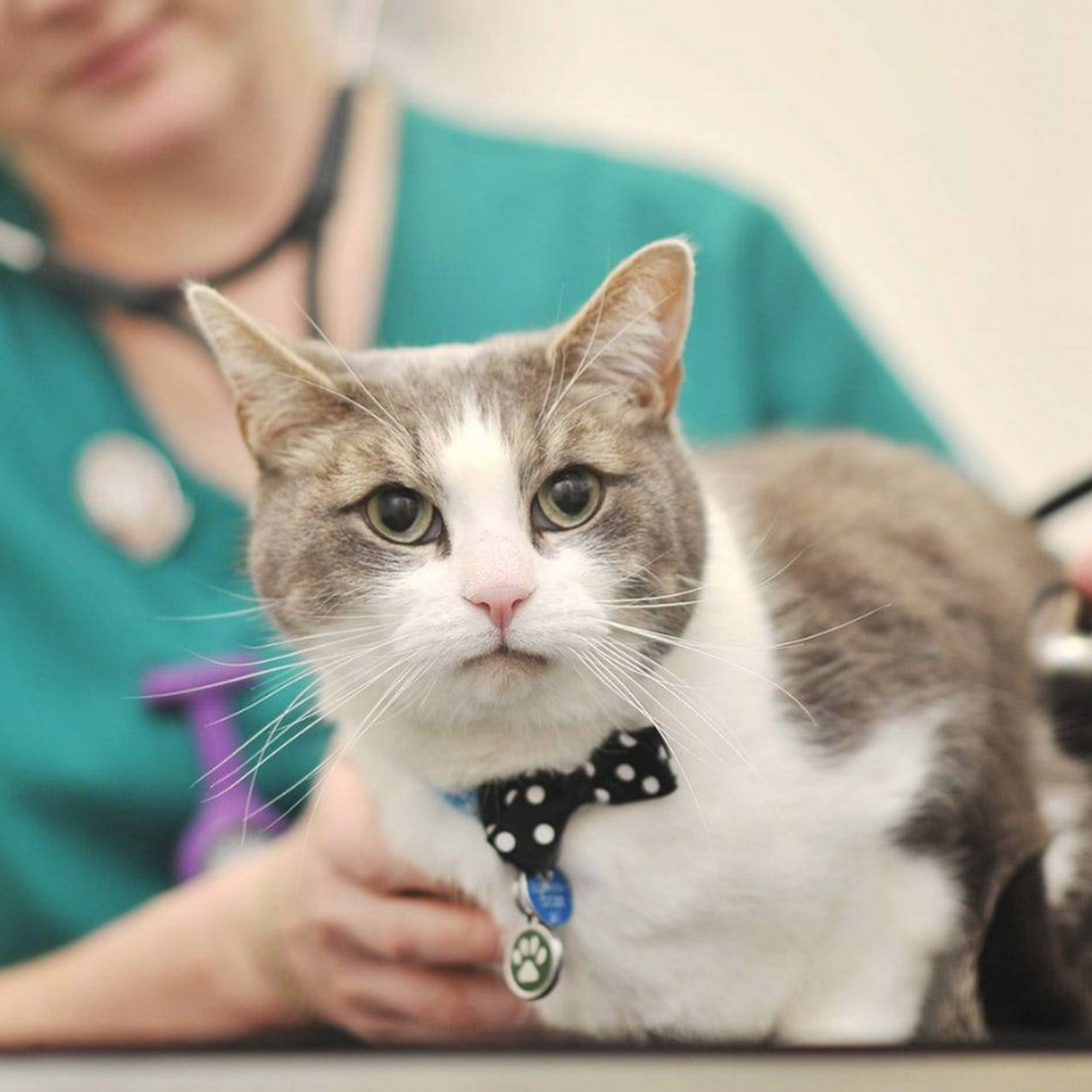 Okatie Veterinary Center Okatie