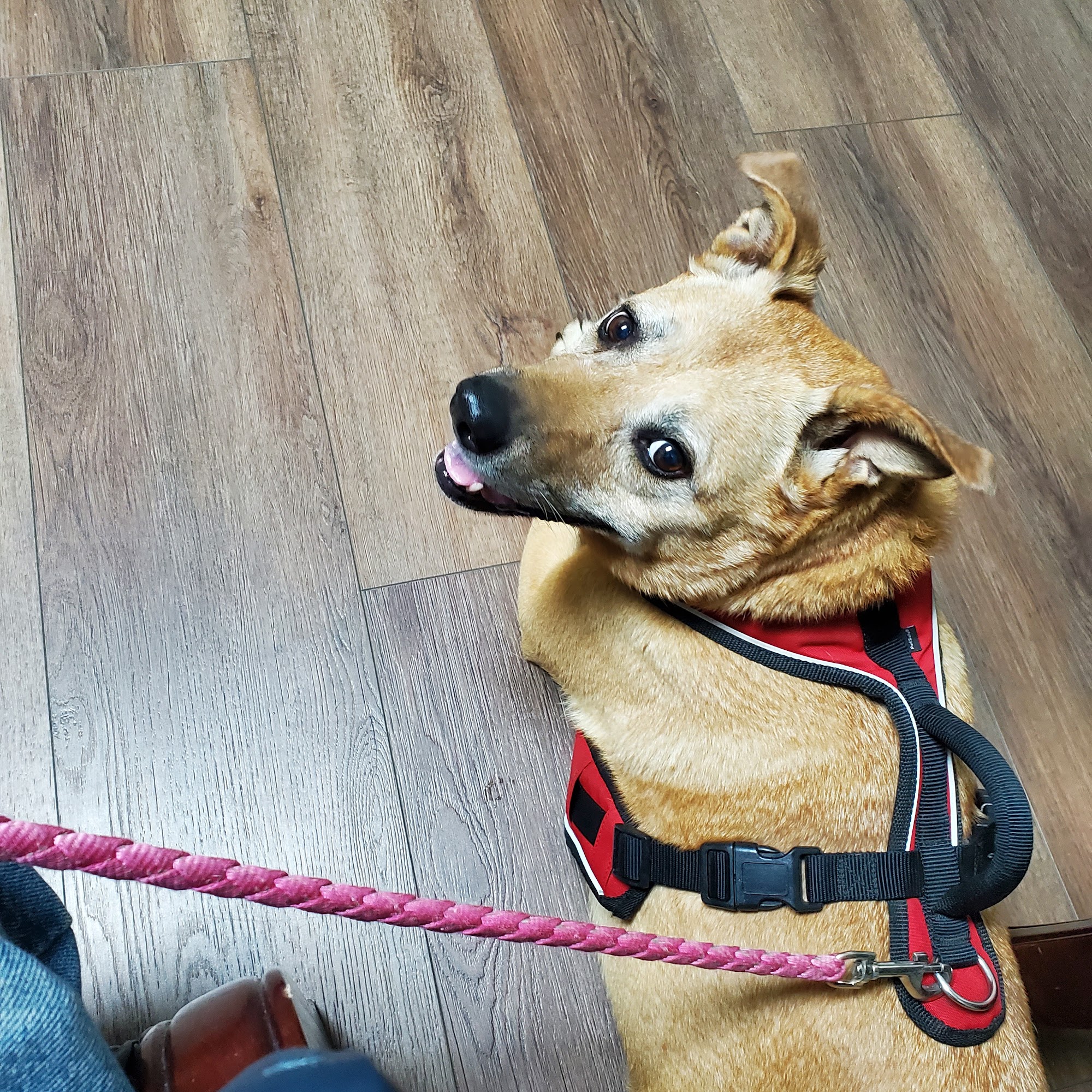 Orangeburg Veterinary Associates Orangeburg