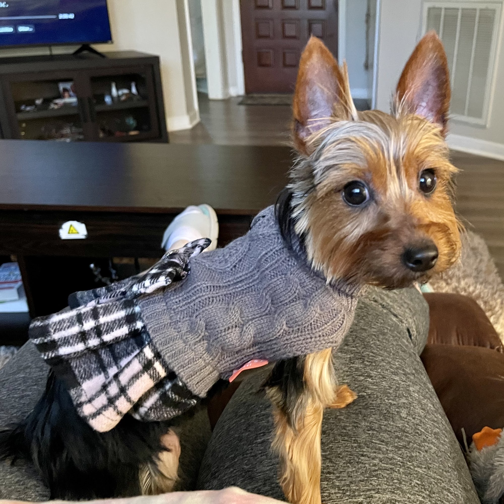 Southern Paws Pet Lodge Orangeburg