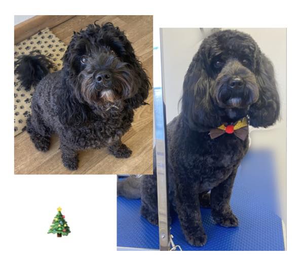 Country paws grooming Orangeburg