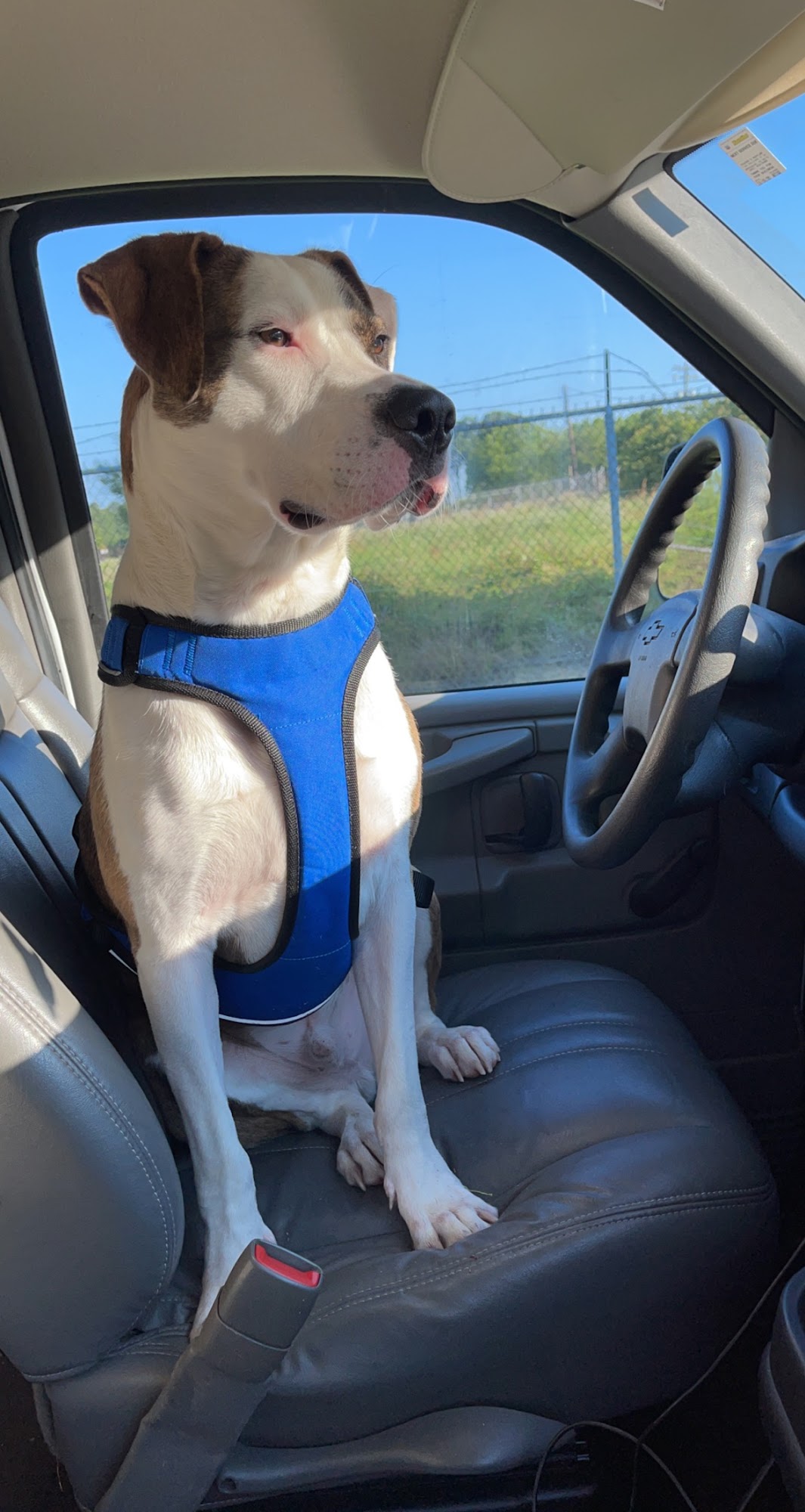 Orangeburg SPCA Orangeburg