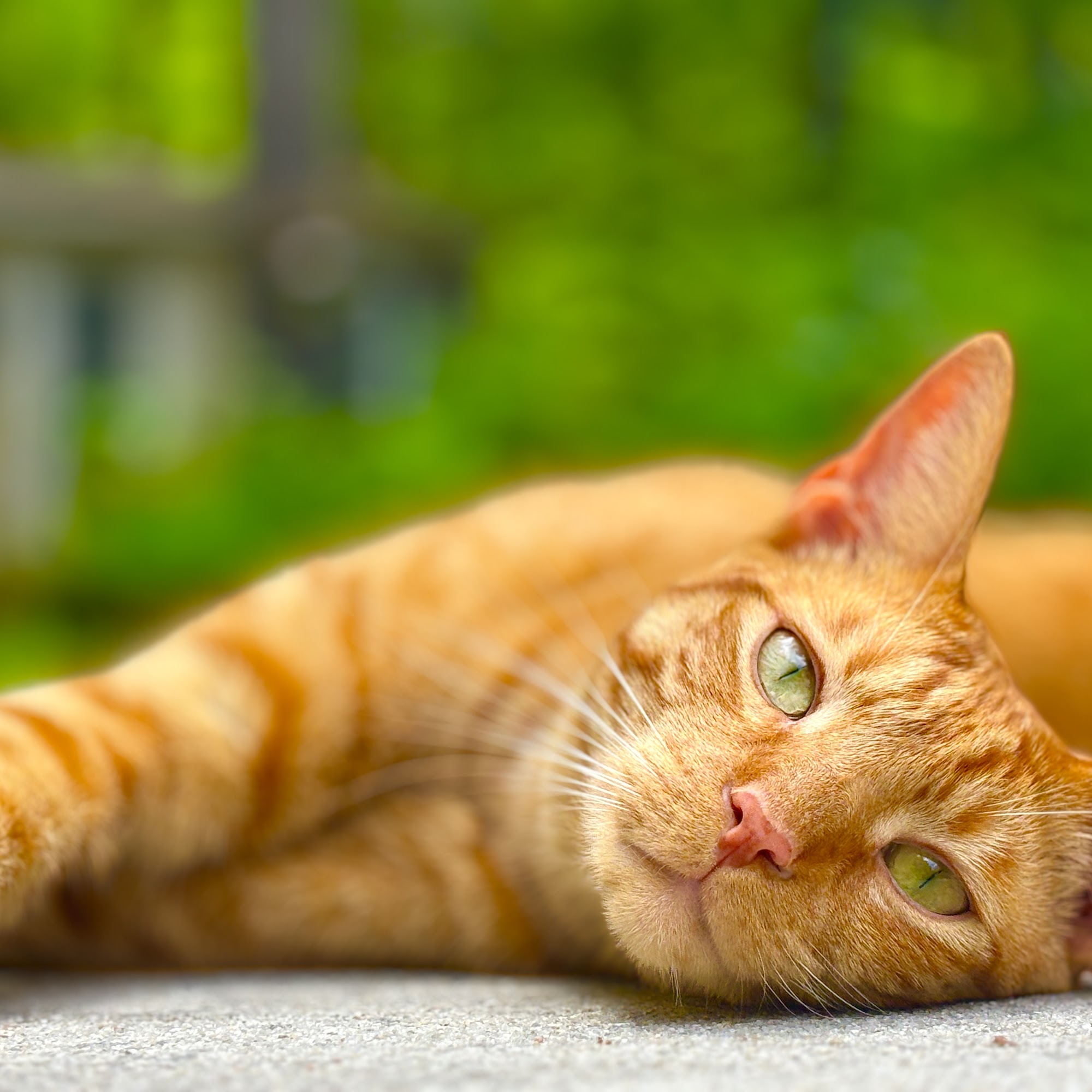 Young Veterinary Hospital: Young Ross DVM Pawleys Island