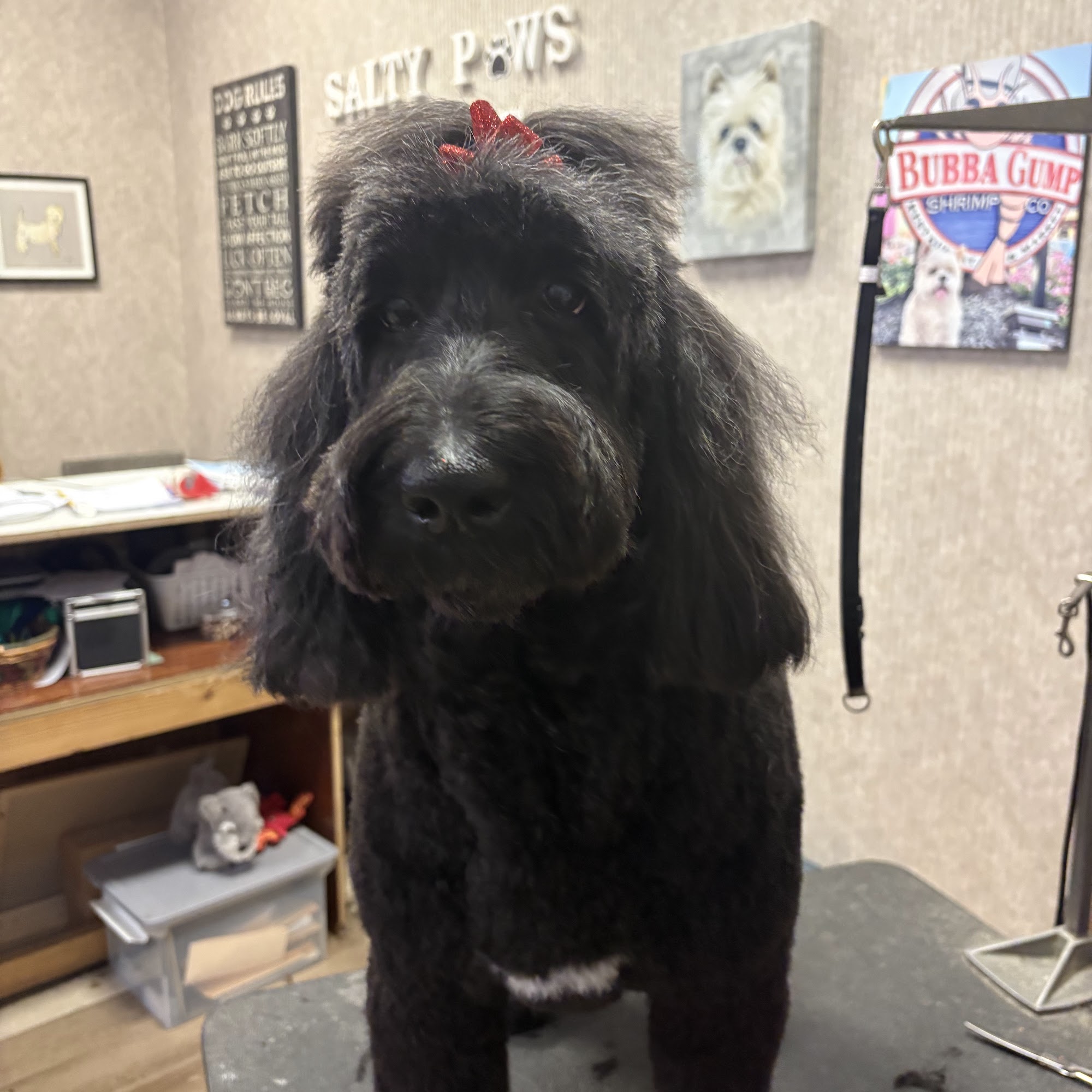 Salty Paws Pet Spa LLC Pawleys Island